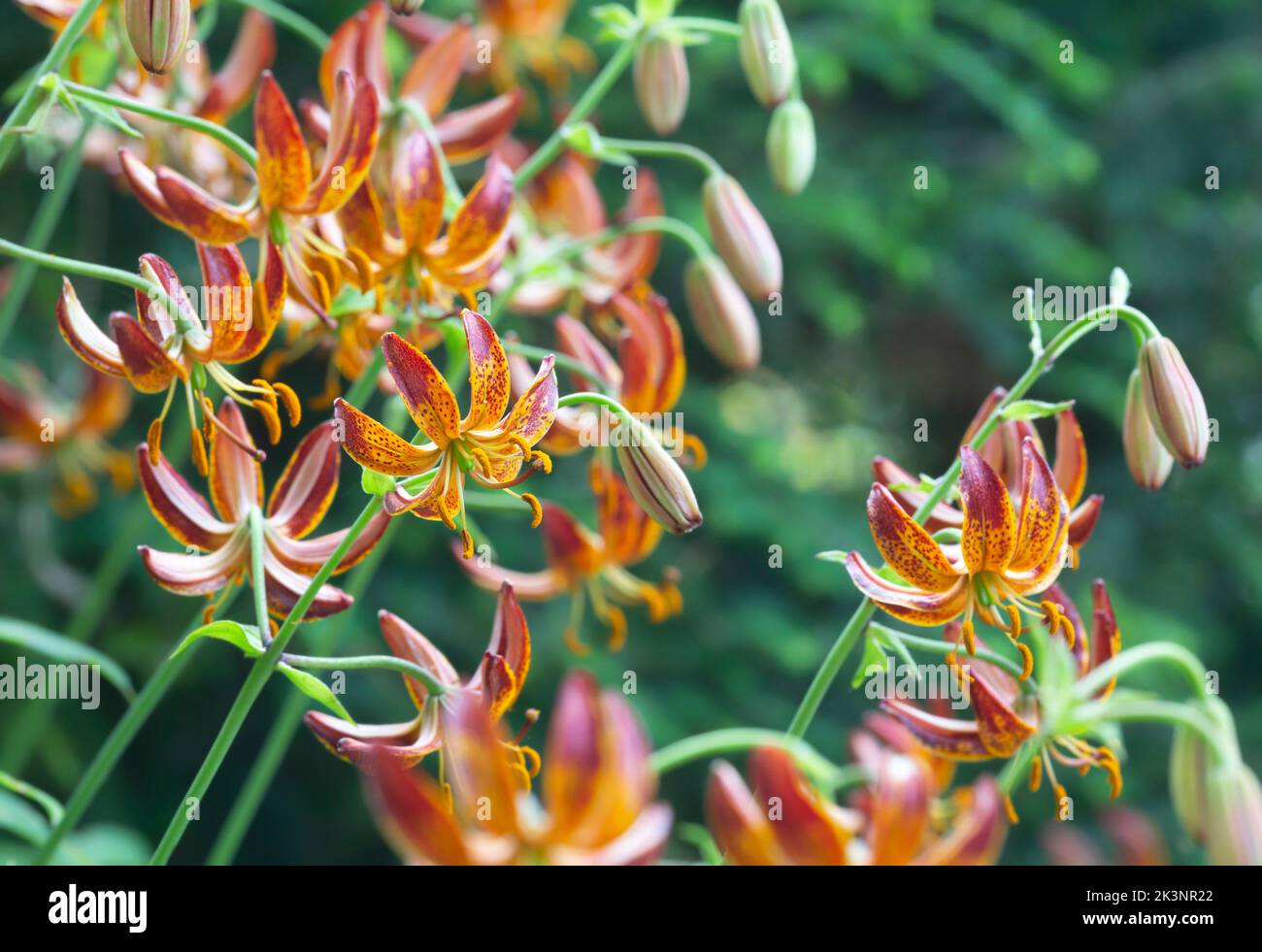 Martagon lily in blossom, horizontal composion Stock Photo