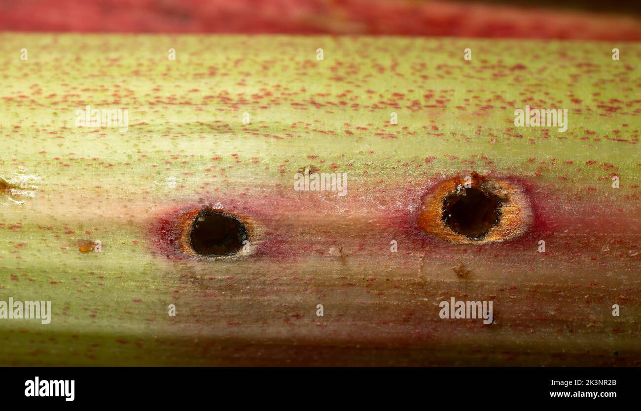 Damage after insects on rhubarb stalk, closeup photo Stock Photo