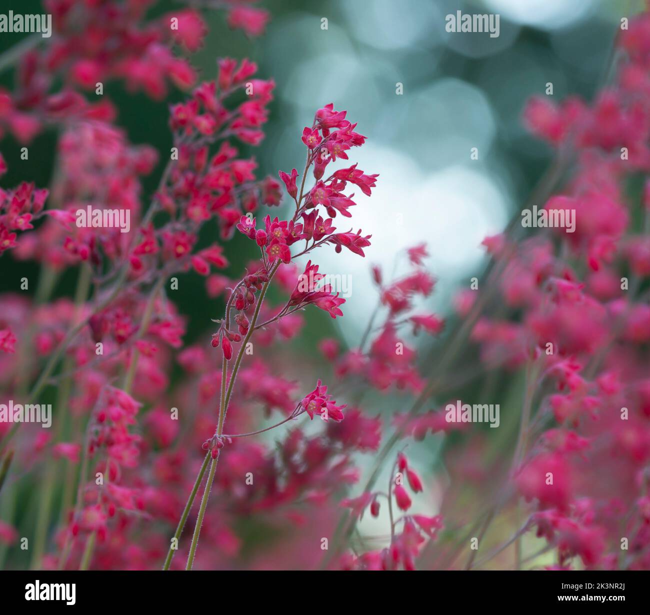 Coral bells, Heuchera sanguinea blossoming, reflections in the background Stock Photo