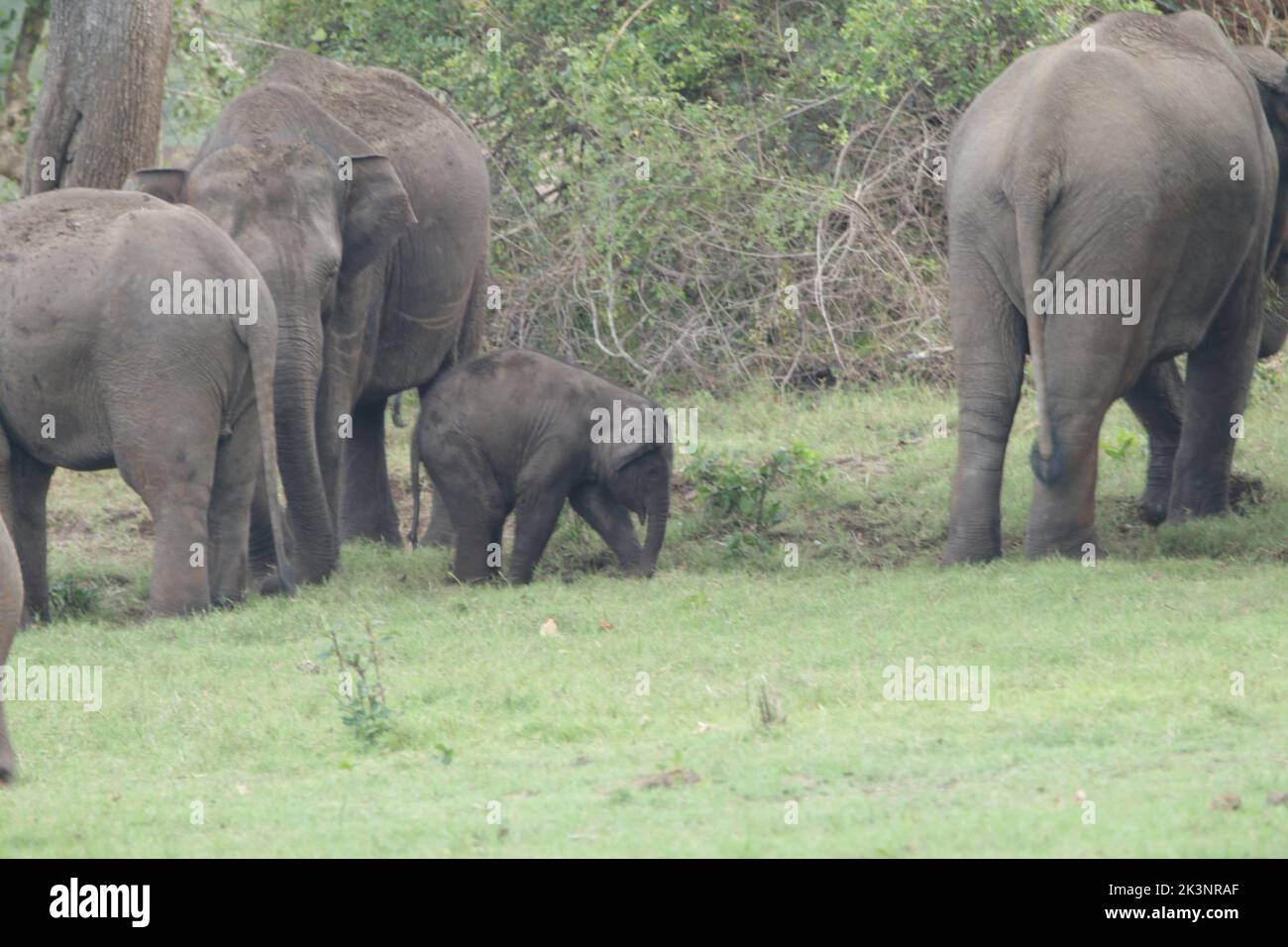 Sri Lankan Elephants in Kalawewa National Park, Sri Lanka Stock Photo