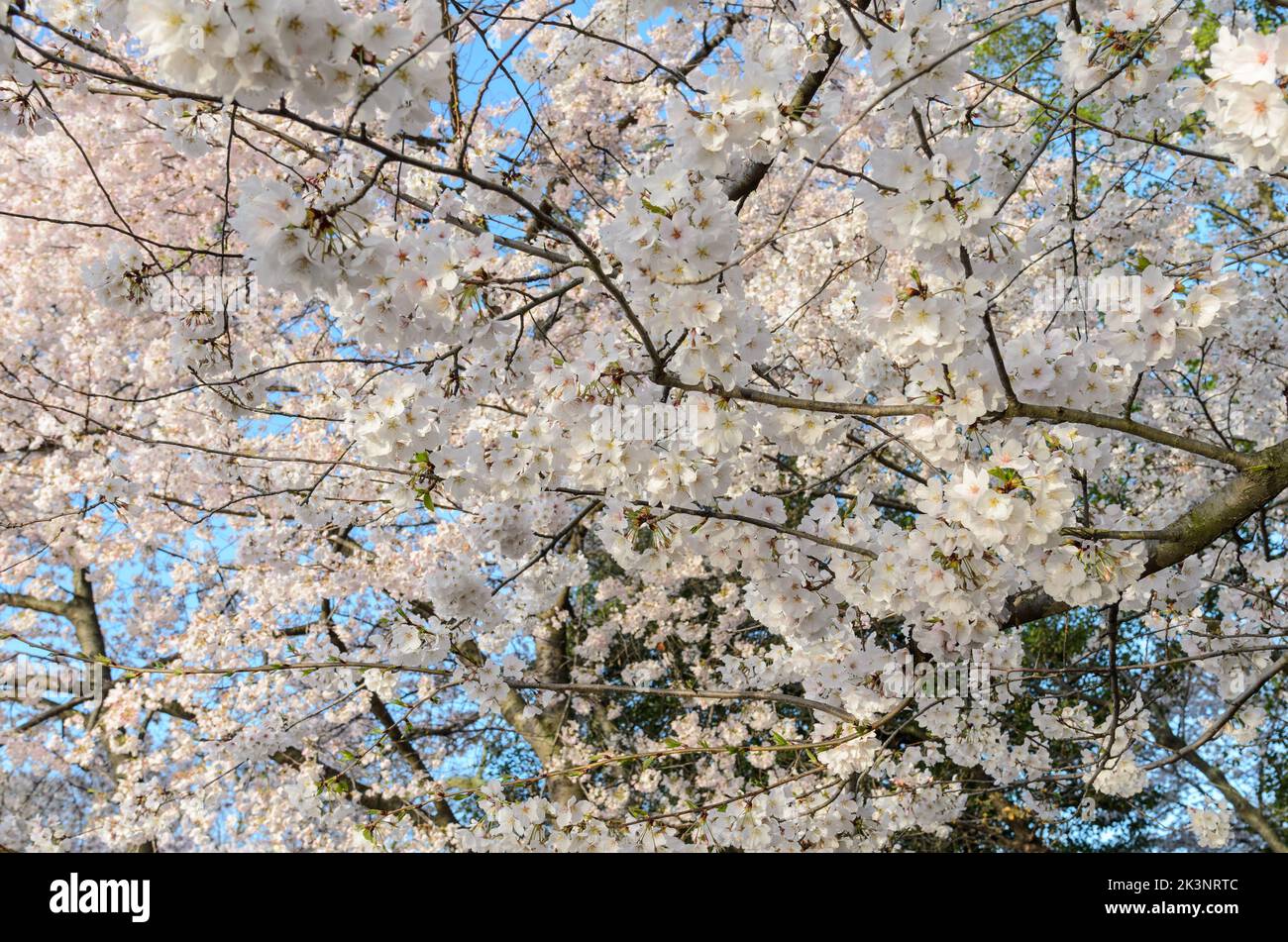 Cherry Blossom Trees during the Cherry Blossom Festival in Washington