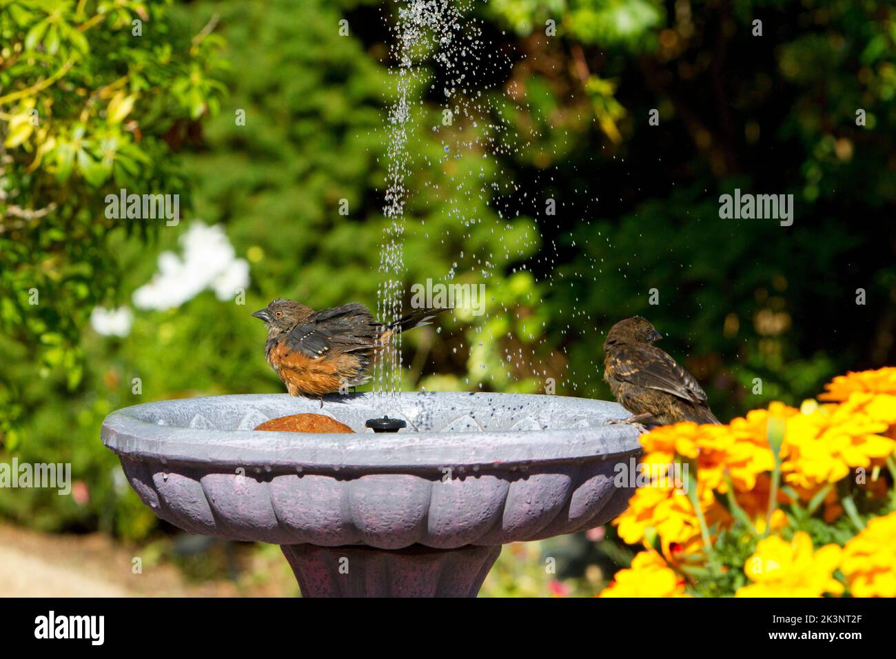 Spotted Towhee (Pipilo maculatus) at a garden bird bath with fountain at Nanaimo, British Columbia, Canada Stock Photo