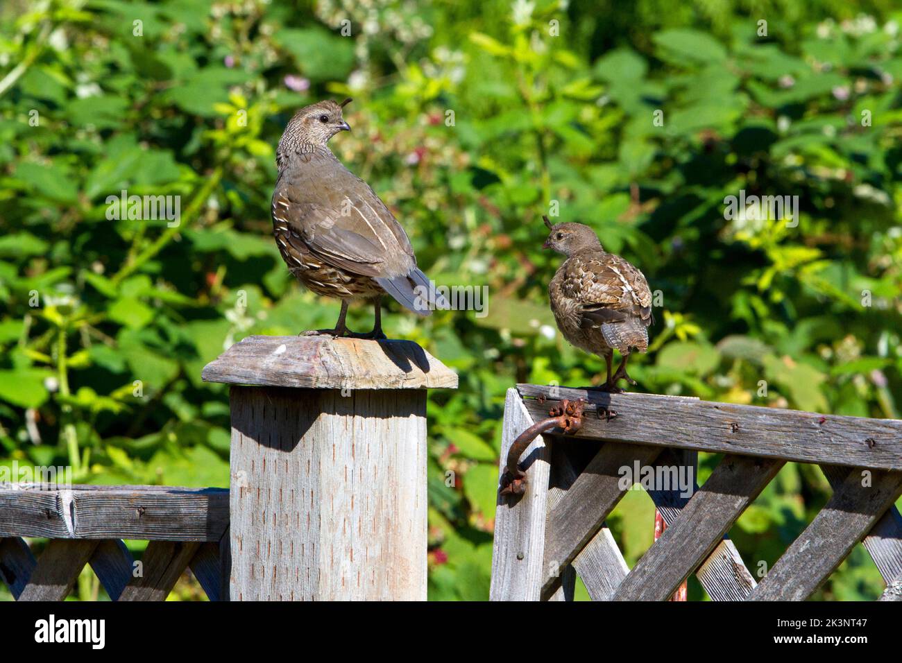 California Quail (Callipepla californica) adult female & offspring perched on a fence in a garden in Nanaimo, British Columbia, Canada in August Stock Photo