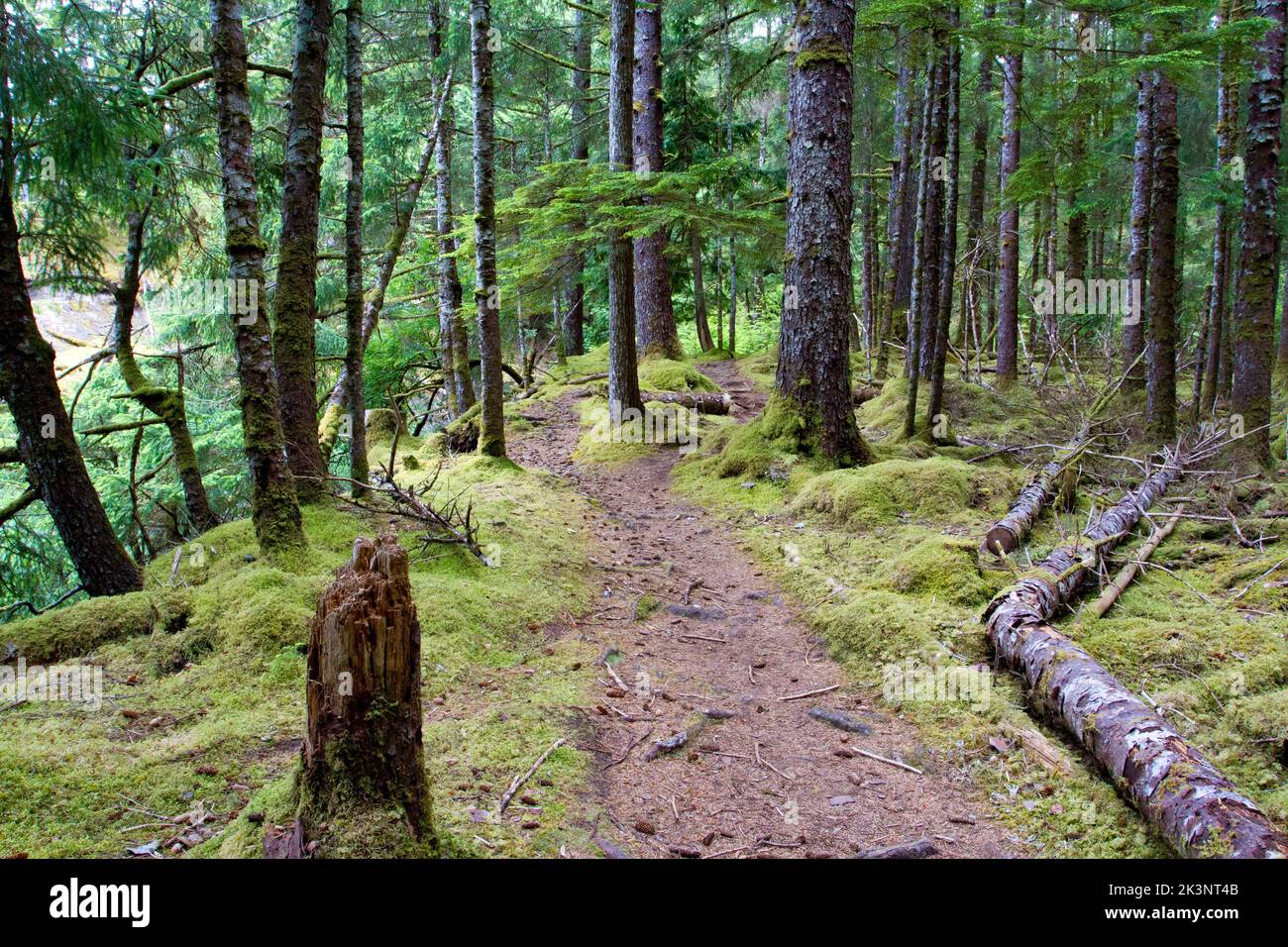 A forest section of the Pesuta Shipwreck Trail in Naikoon Provincial Park approached from the Tlell River Day Use area, Tlell, Haida Gwaii, BC, Canada Stock Photo