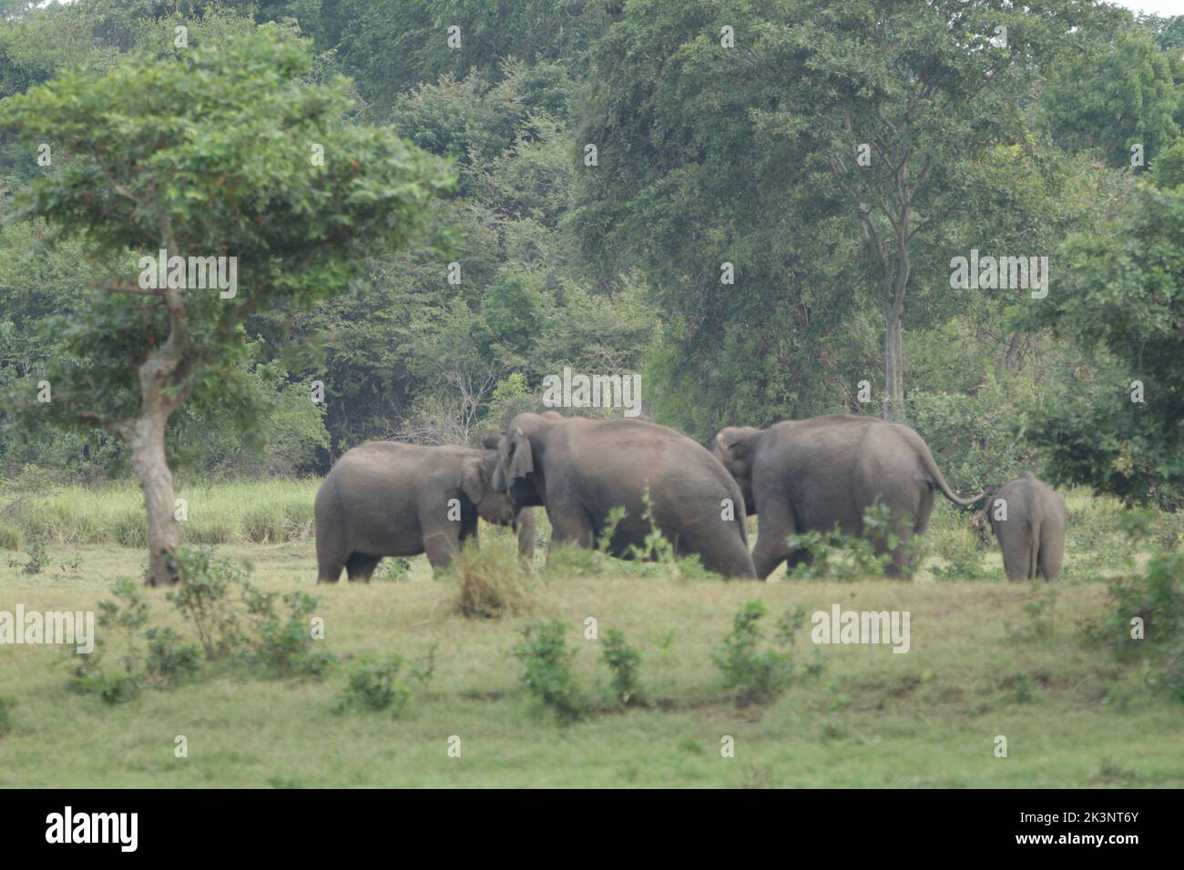 Sri Lankan Elephants in Kalawewa National Park, Sri Lanka Stock Photo