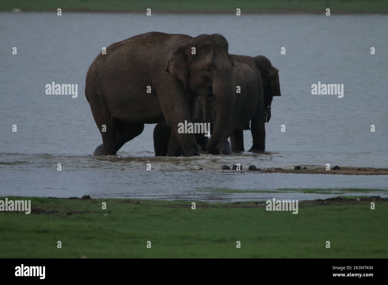 Sri Lankan Elephants and tuskers in Kalawewa National Park, Sri Lanka Stock Photo