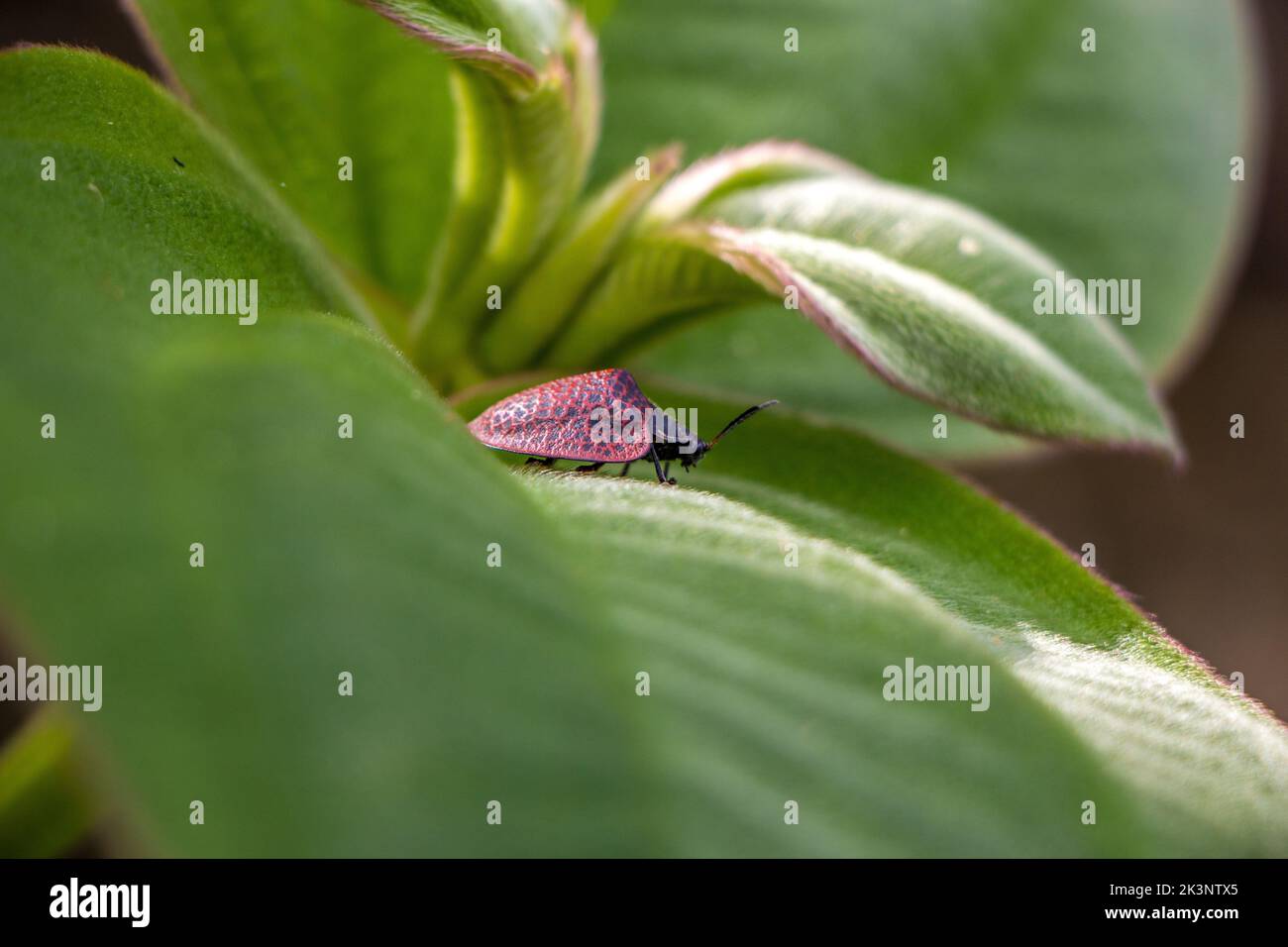 Red Tree Hopper Treehopper on green leaf hi-res stock photography and images - Alamy