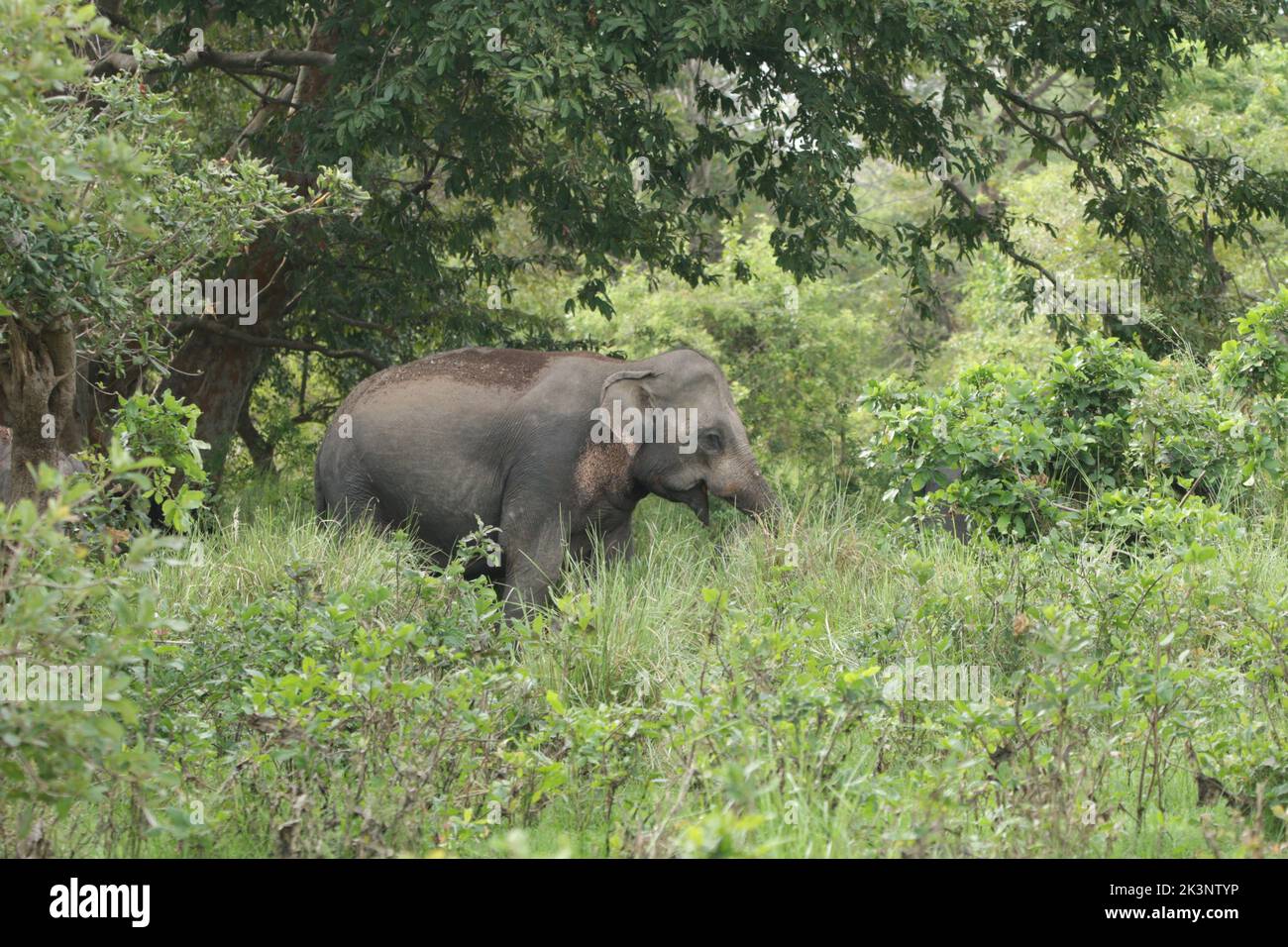 Sri Lankan Elephants and tuskers in Kalawewa National Park, Sri Lanka Stock Photo