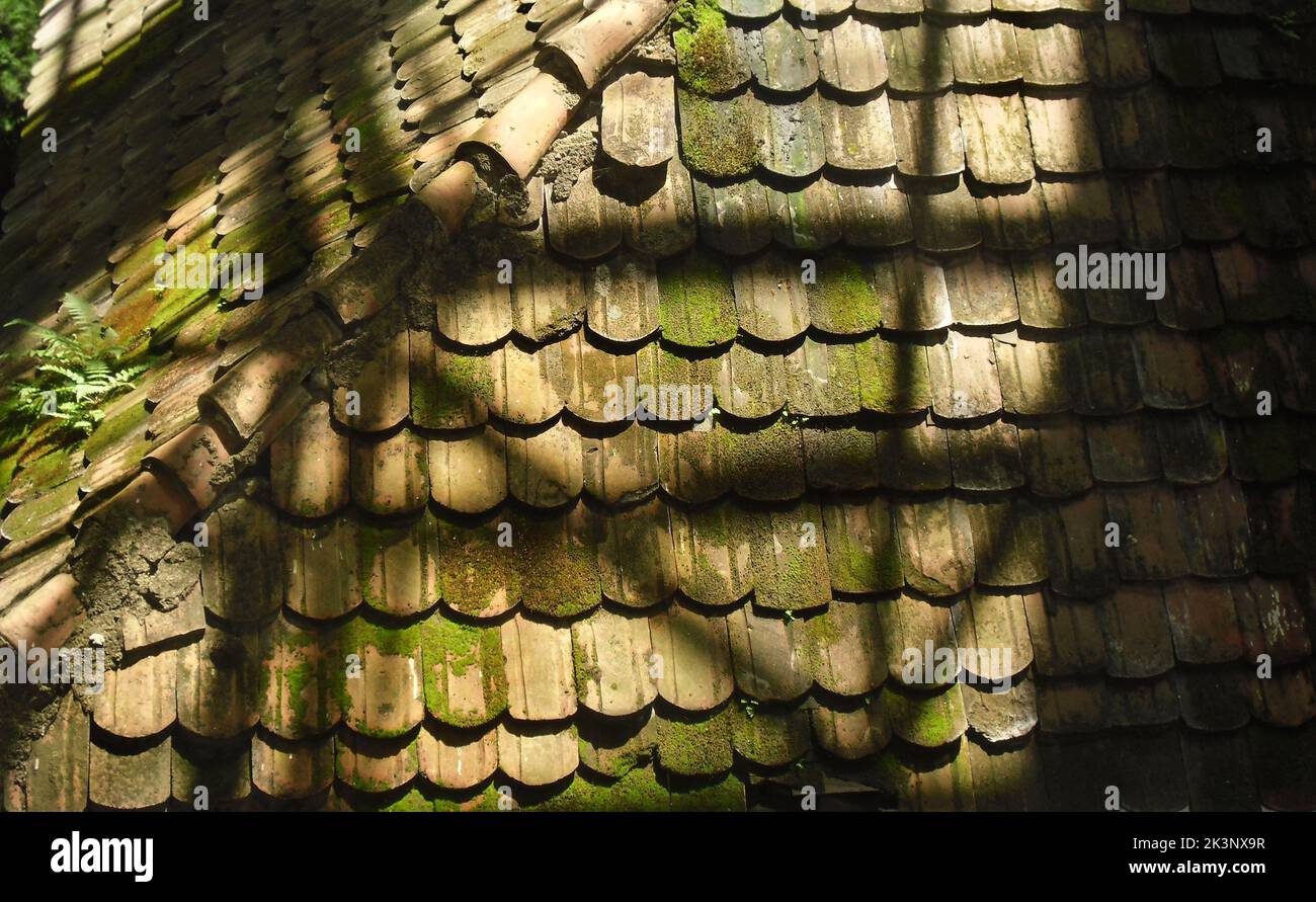 A closeup shot of a roof covered with moss Stock Photo