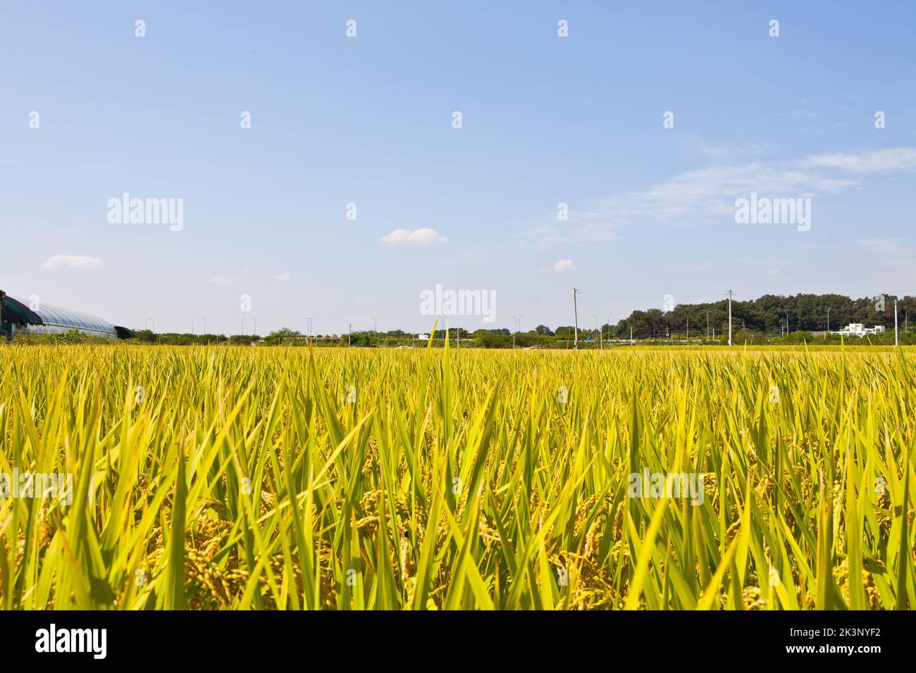 Ripe rice on a large farm. Beautiful golden paddy fields and rice ears. An annual edible crop belonging to the genus Rice family. About 40% of the wor Stock Photo