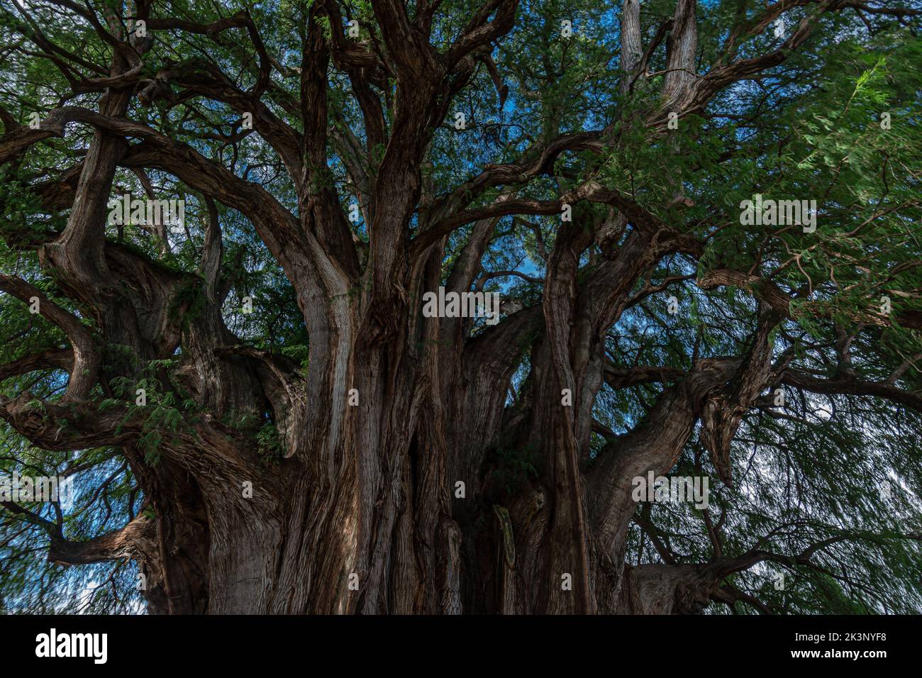 The ancient tree located at Santa Maria del Tule, Oaxaca Stock Photo