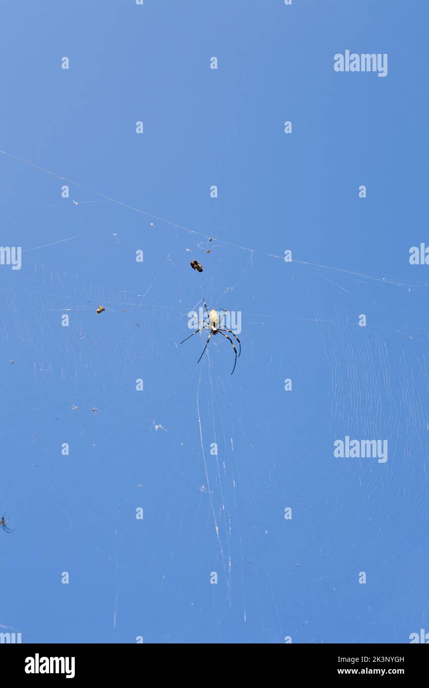 Macro photo of a garden spider with a spider sitting on its web and ...