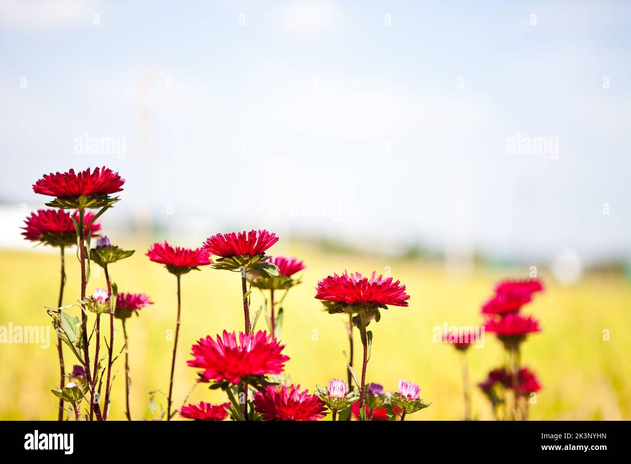 Propagated by seeds hires stock photography and images Alamy