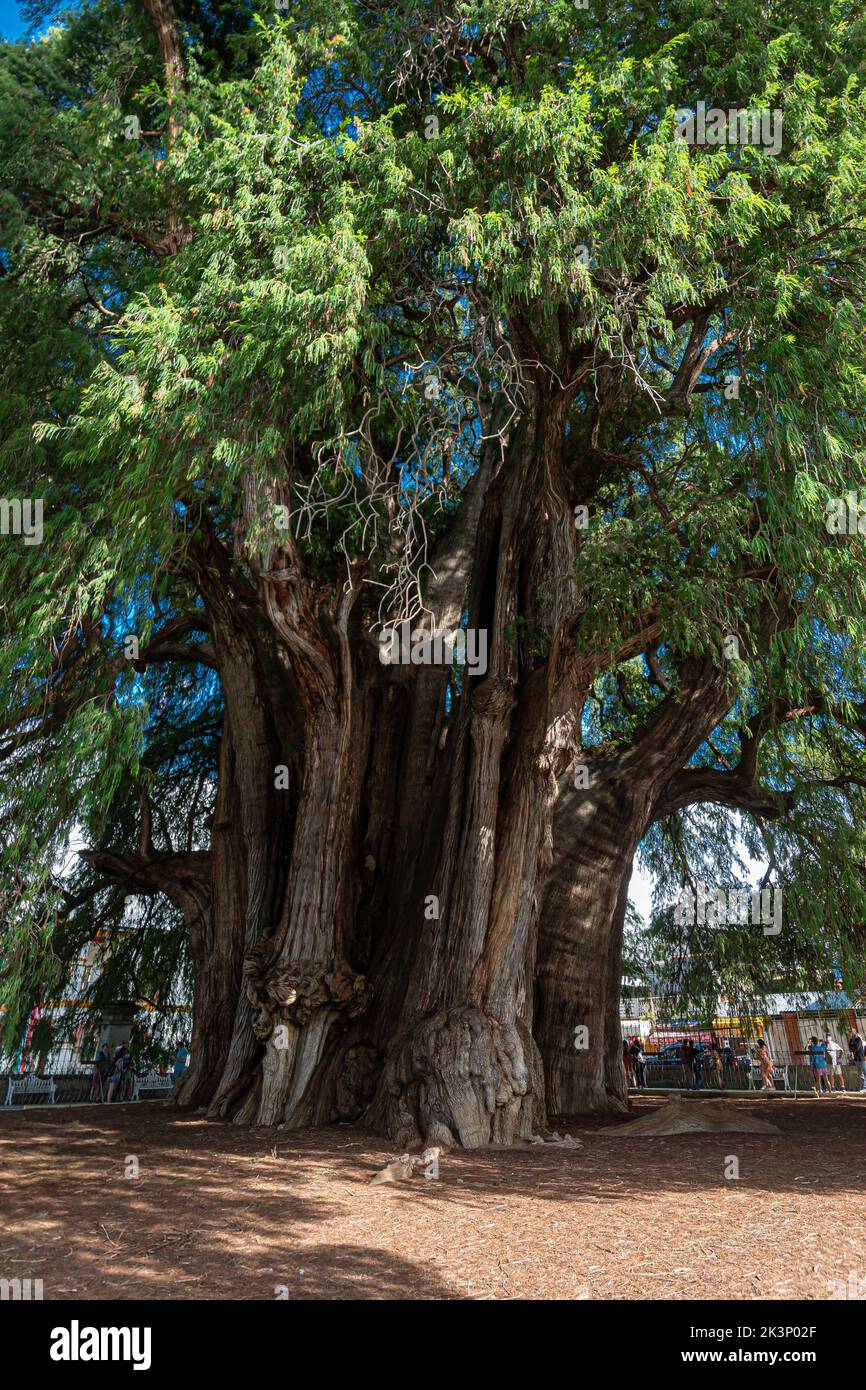 The ancient tree located at Santa Maria del Tule, Oaxaca Stock Photo