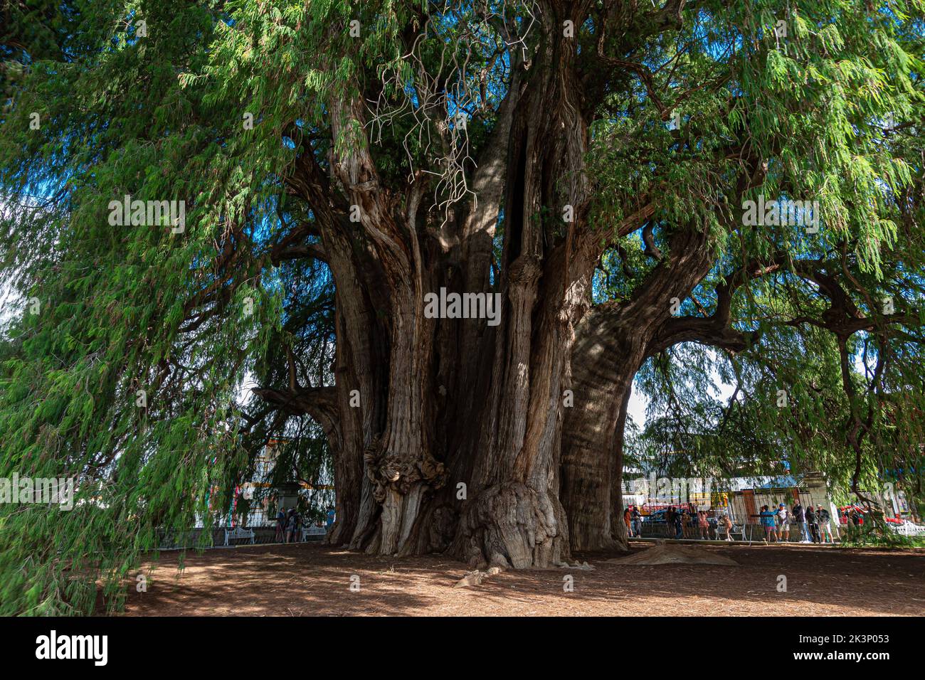 The ancient tree located at Santa Maria del Tule, Oaxaca Stock Photo