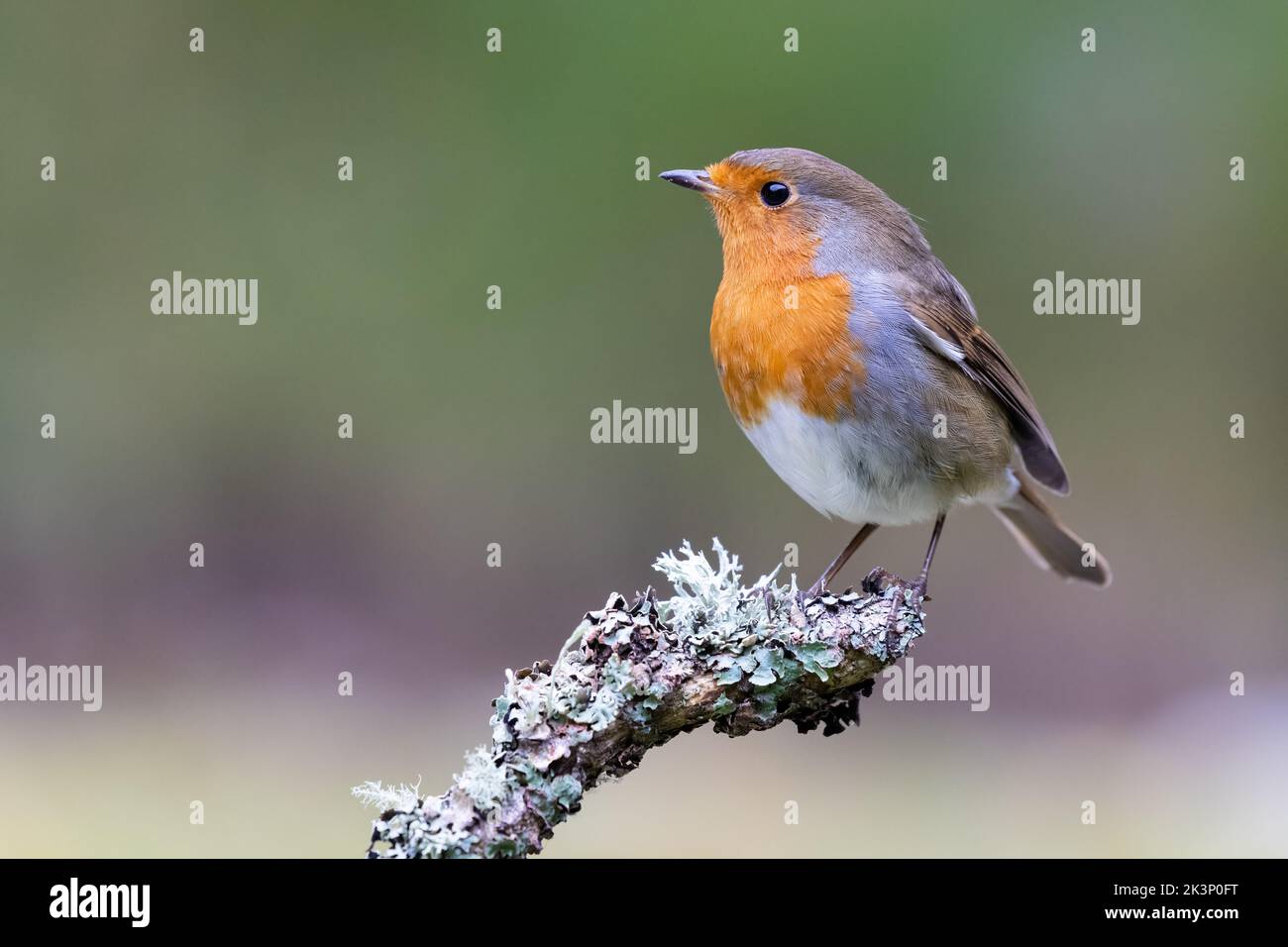Robin [ Erithacus rubecula ] on lichen covered twig or stick Stock Photo