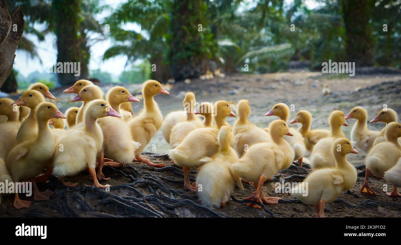 A group of cute growing yellow ducks Stock Photo - Alamy