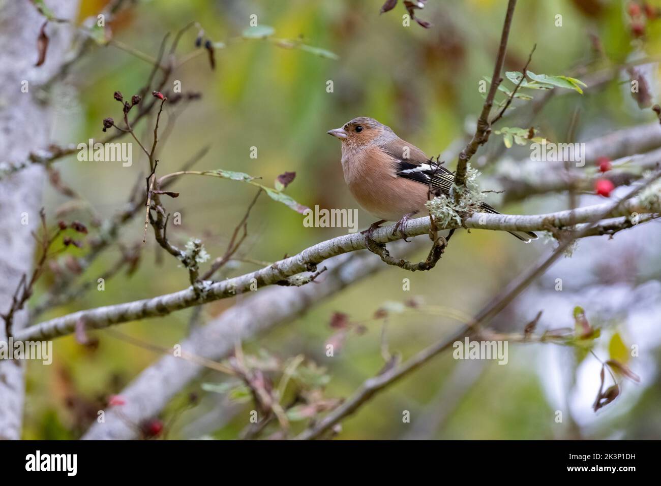 Male chaffinch [ Fringilla coelebs ] in tree with a few red berries Stock Photo