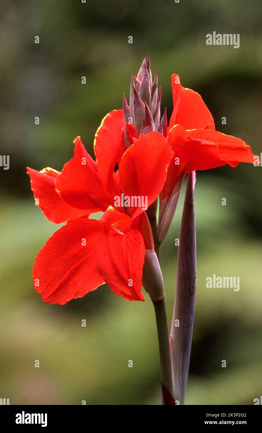 CLOSE-UP OF A RED CANNA LILY FLOWER. Stock Photo