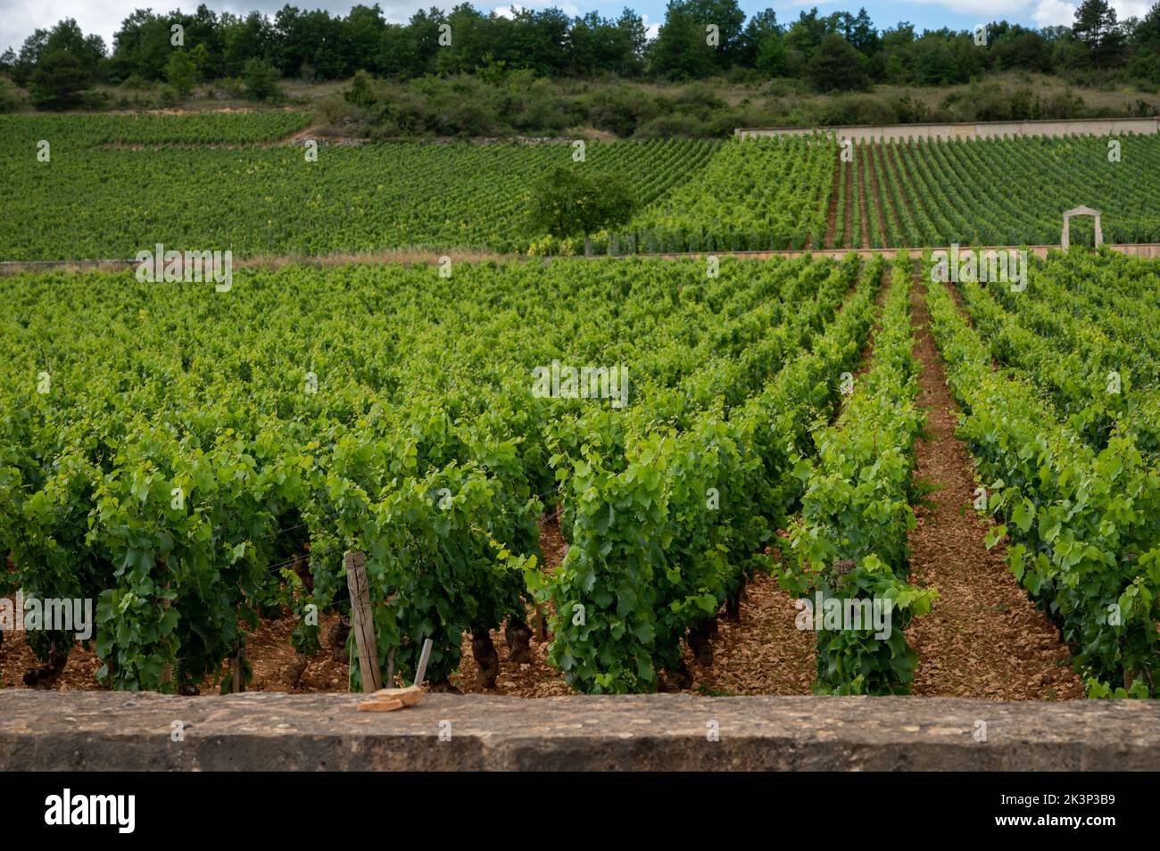 Green Vineyards With Growing Grape Plants Production Of High Quality Green Vineyards With Growing Grape Plants Production Of High Quality