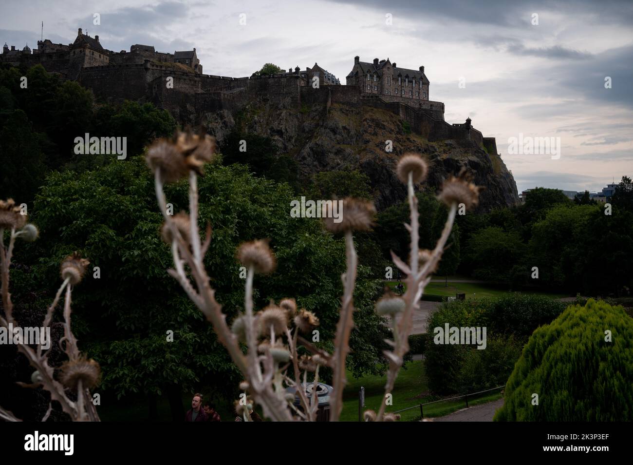 View from Princes street to old town and castle in Edinburgh city through dried purple thistle flowers, view on houses, hills and trees in old part of Stock Photo
