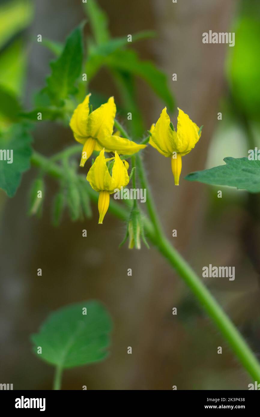 close-up of tomato plant flowers, yellow small blossom in the garden, soft-focus background with copy space Stock Photo