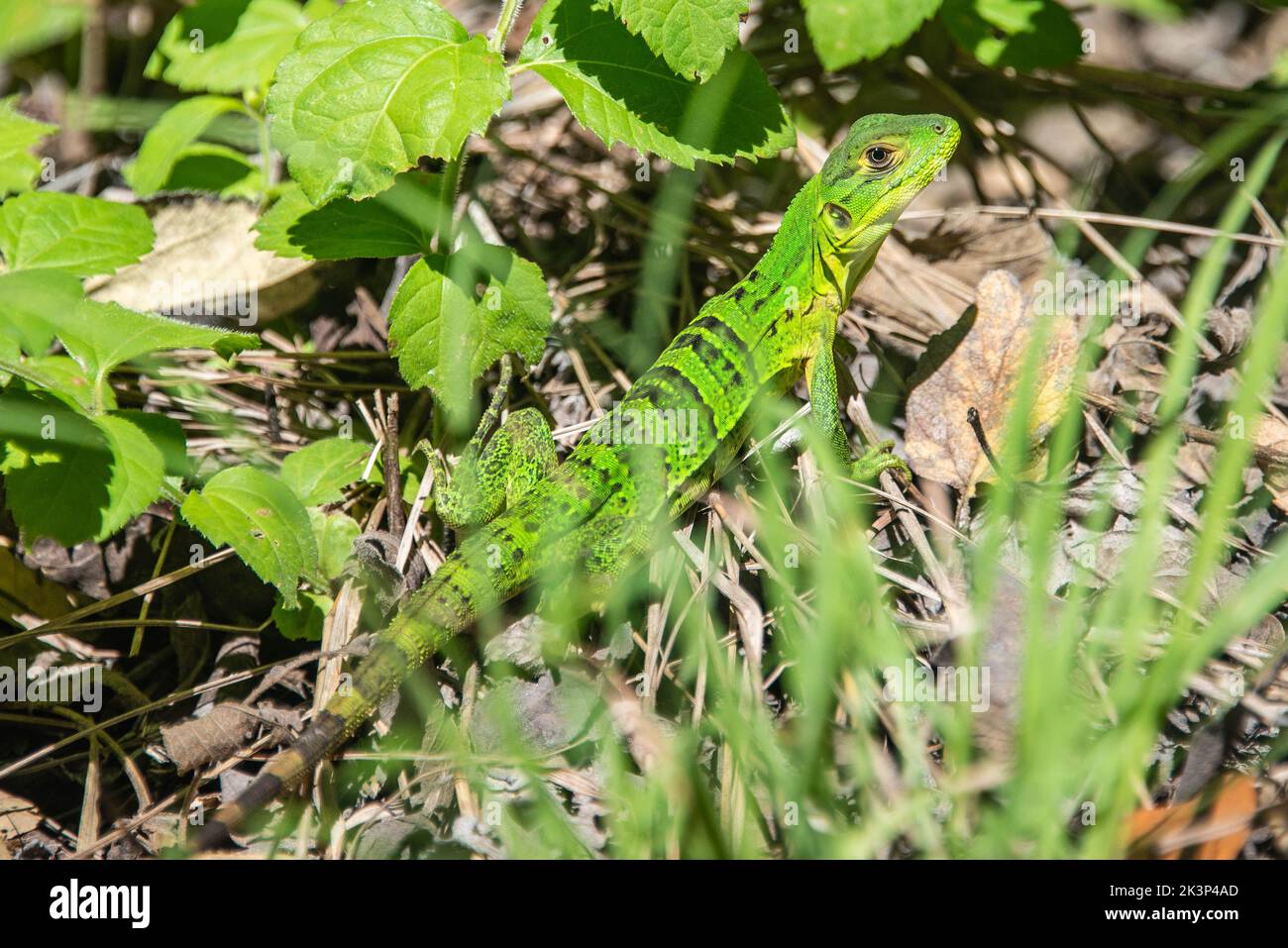 Common basilisk lizard (Basiliscus basiliscus), Rincon de la Vieja National Park, Guanacaste, Costa Rica Stock Photo