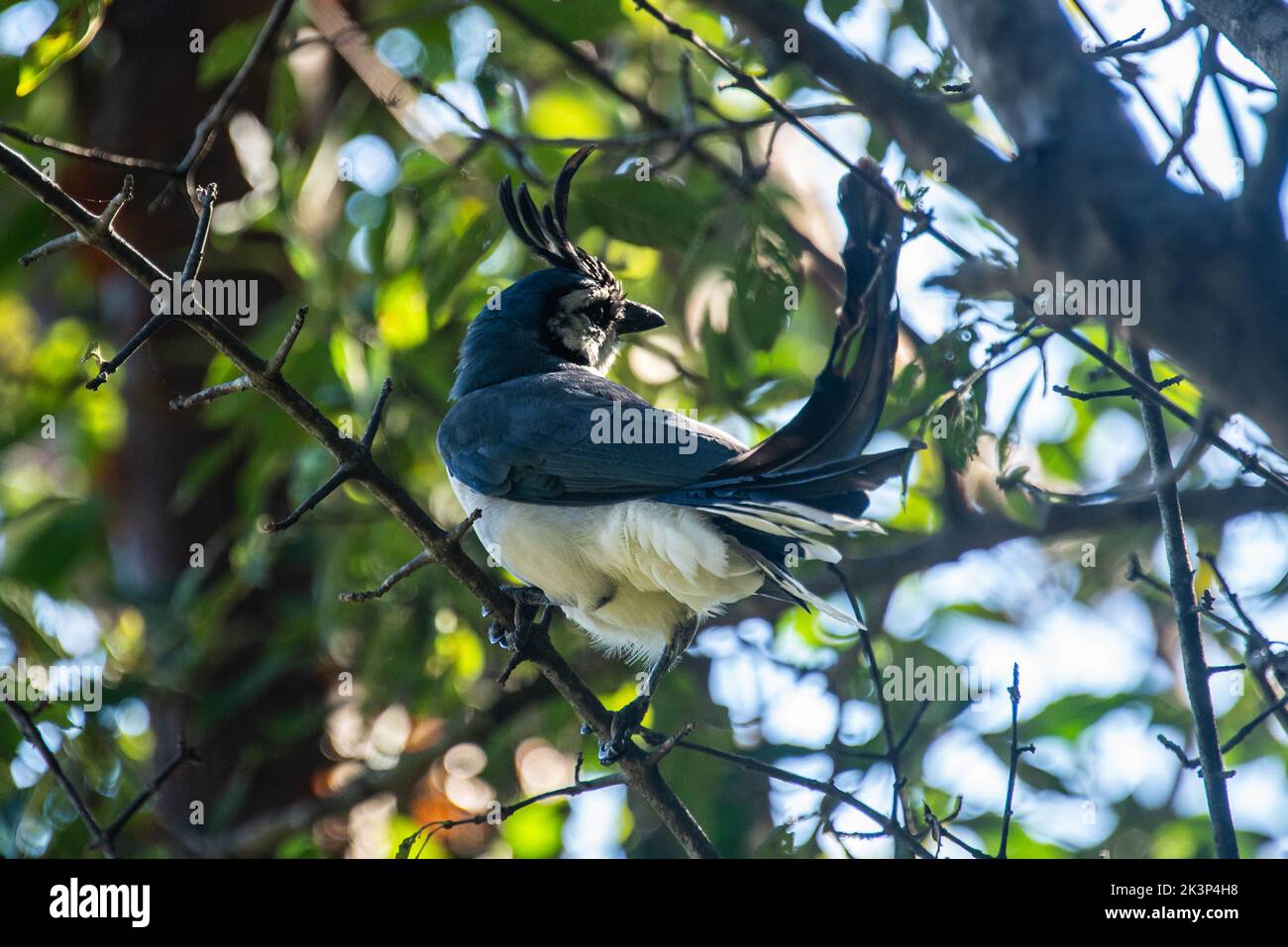 Blue magpiejay in an apple tree in Costa Rica Stock Photo Alamy