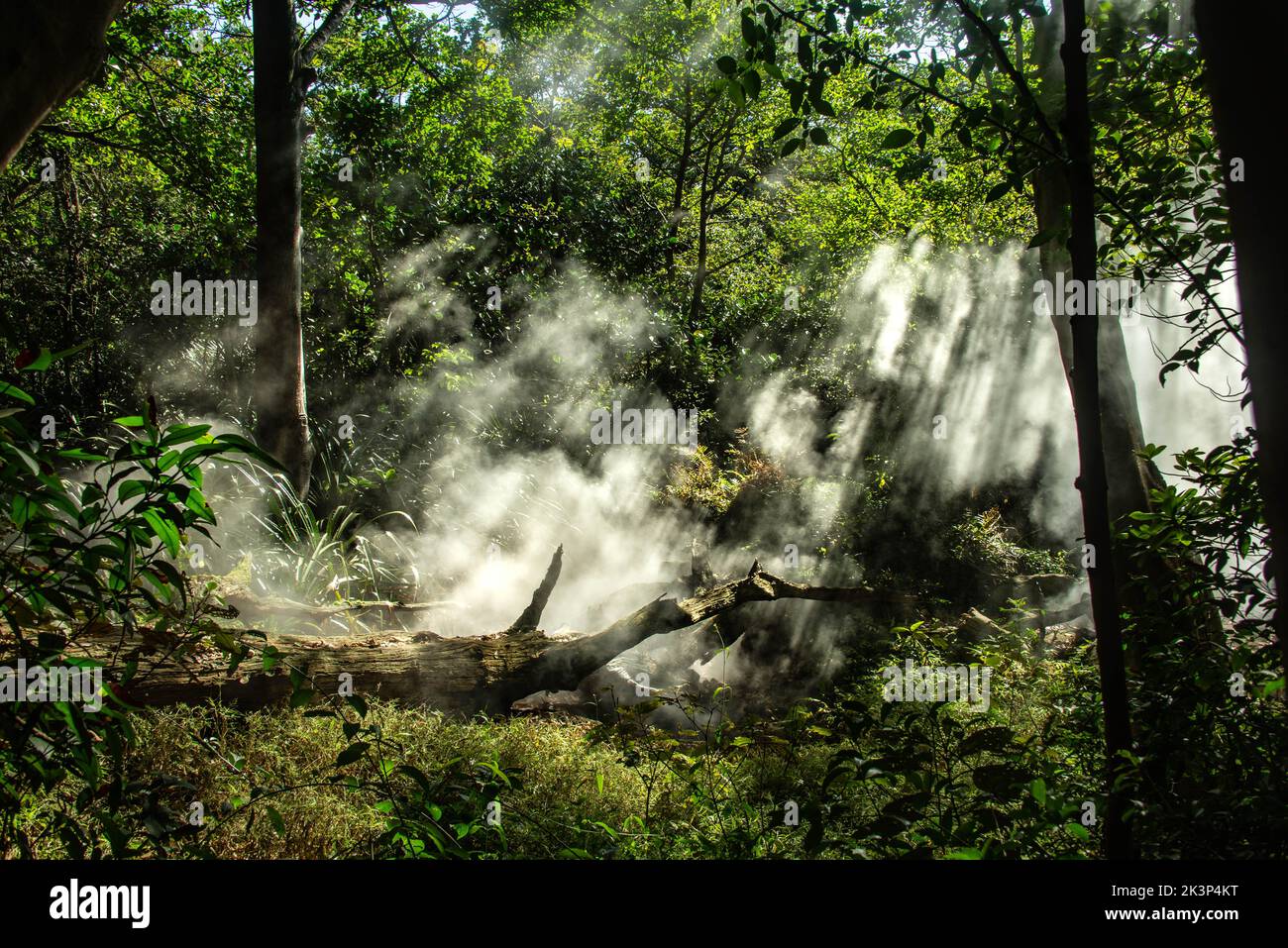 Sunlight and smoke from boiling thermal springs, Rincon de La Vieja National Park, Guanacaste, Costa Rica Stock Photo