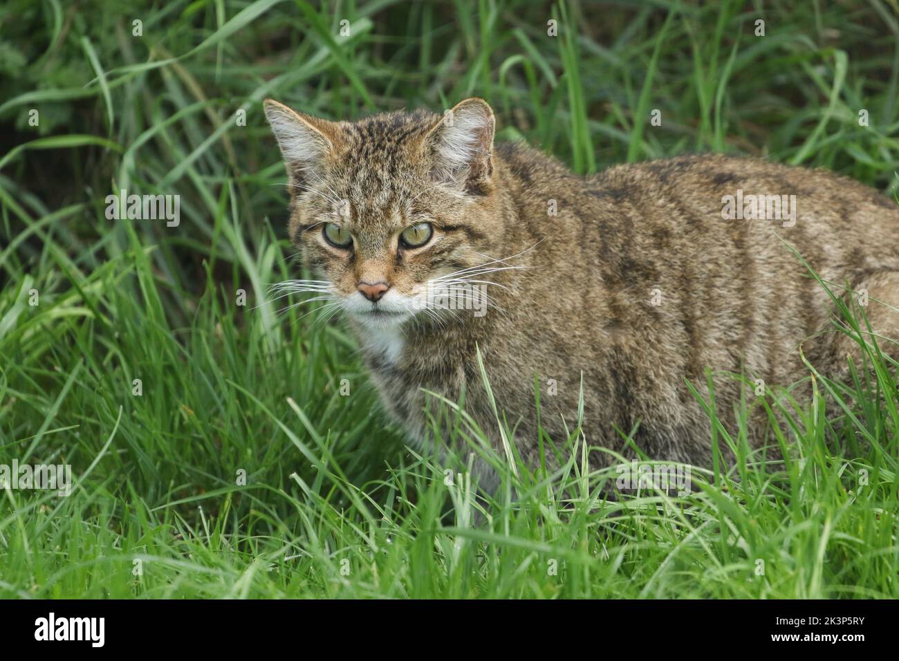 A Wildcat, Felis silvestiris, standing in the grass. Stock Photo