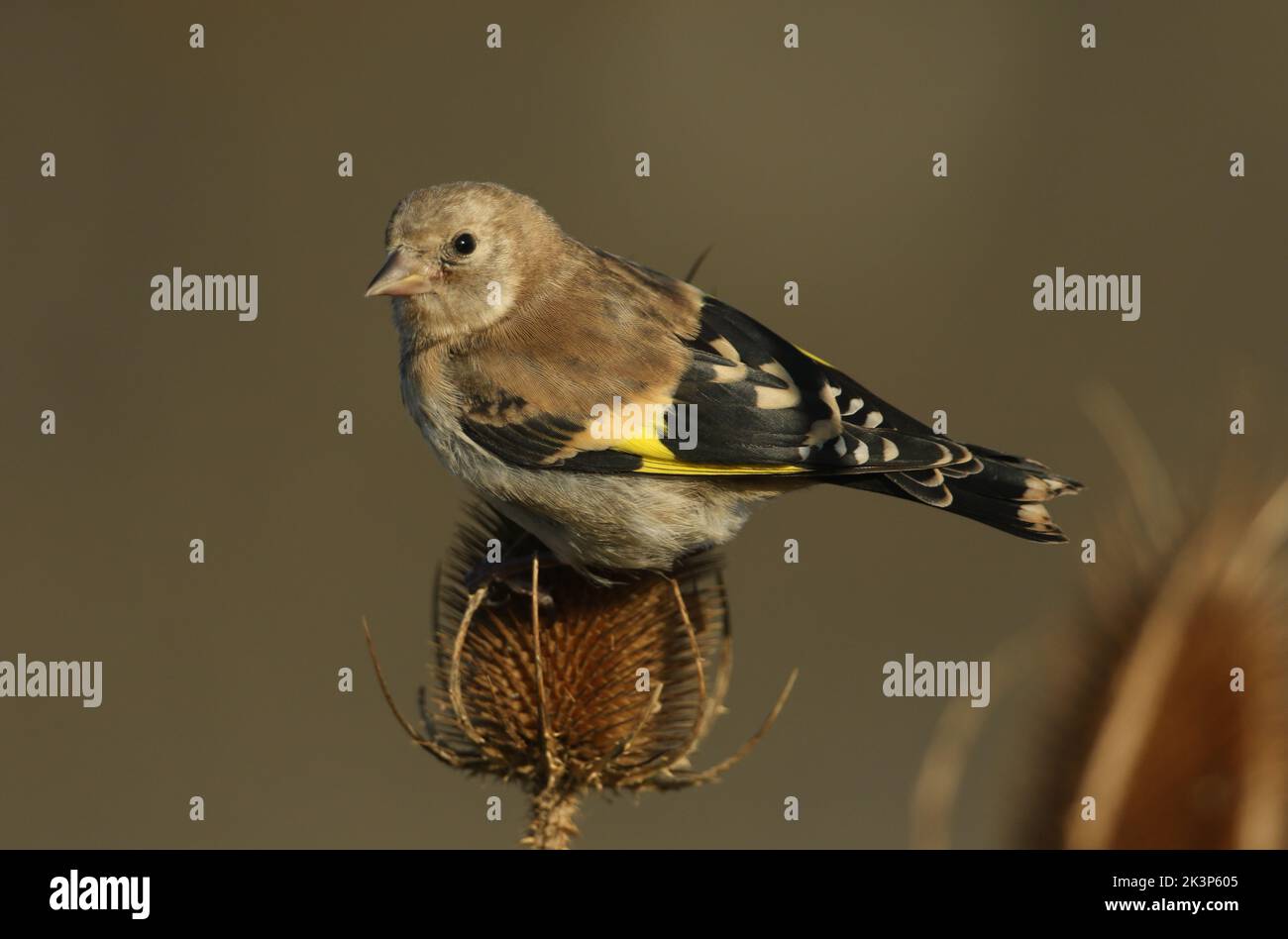A juvenile Goldfinch, Carduelis carduelis, feeding on the seeds of a Teasel plant growing in the wild. Stock Photo