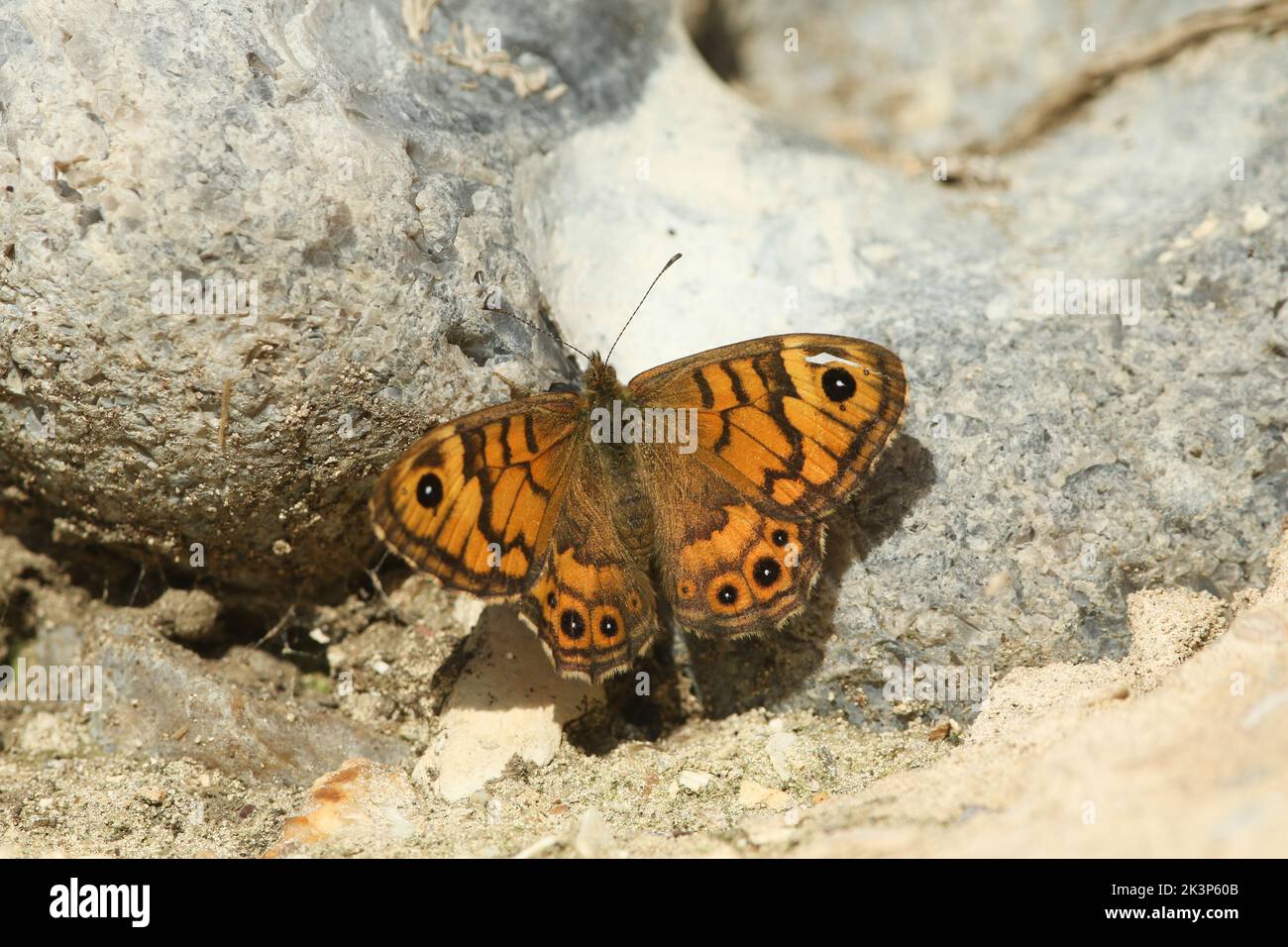 A rare Wall Brown Butterfly, Lasiommata megera, resting on a wall. Stock Photo