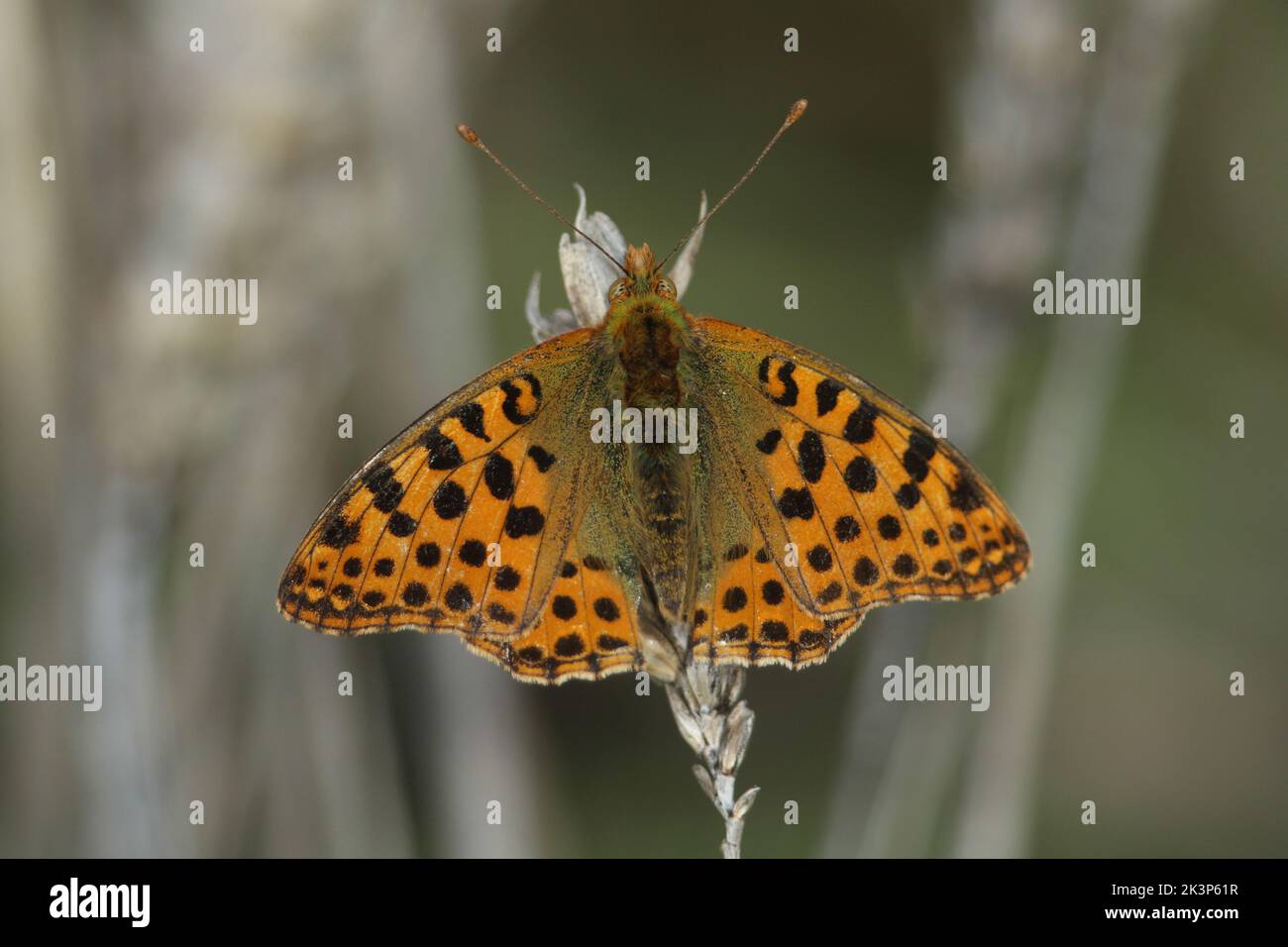 A rare male Queen of Spain Fritillary Butterfly, Issoria lathonia, resting on an ear of wheat with spread wings enjoying the autumn sunshine in Kent, Stock Photo