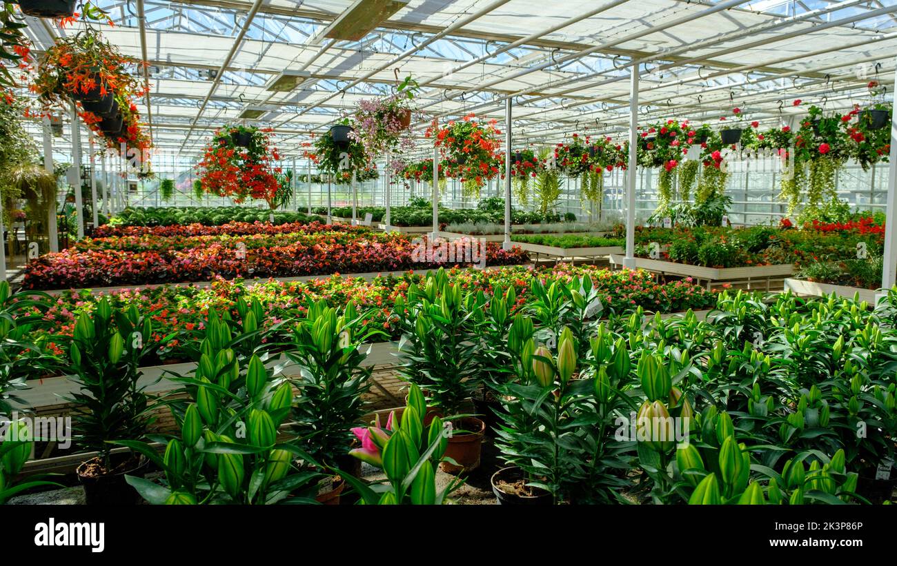 Flowers in a modern greenhouse. Greenhouses for growing flowers