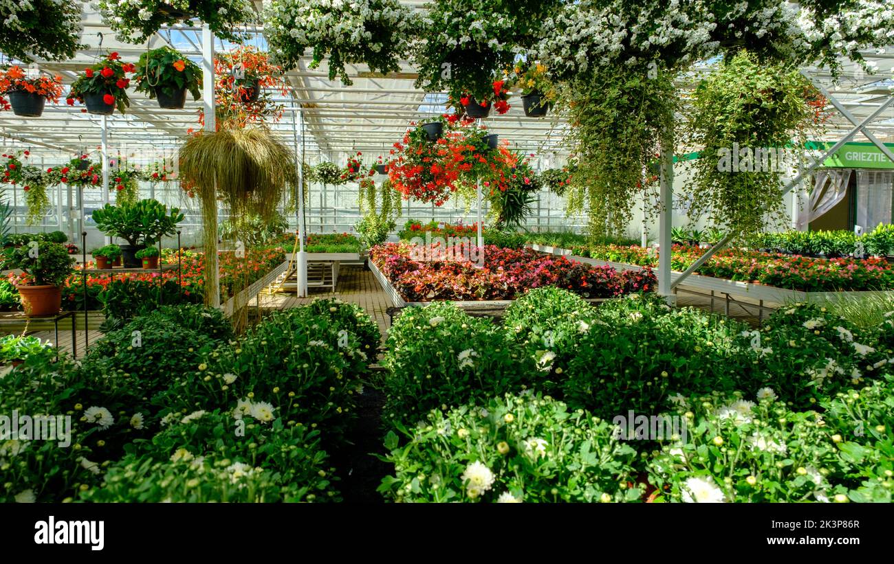 Flowers in a modern greenhouse. Greenhouses for growing flowers