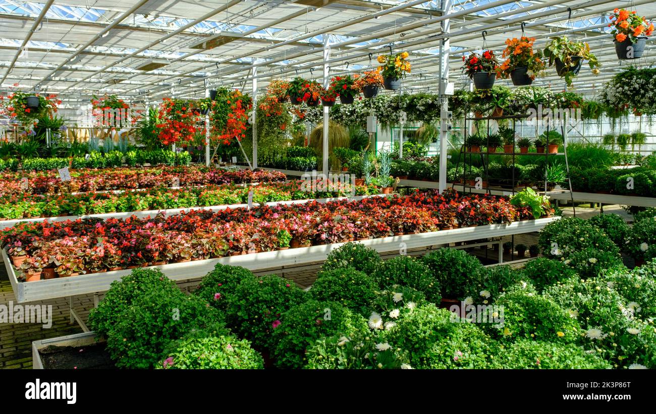 Flowers in a modern greenhouse. Greenhouses for growing flowers