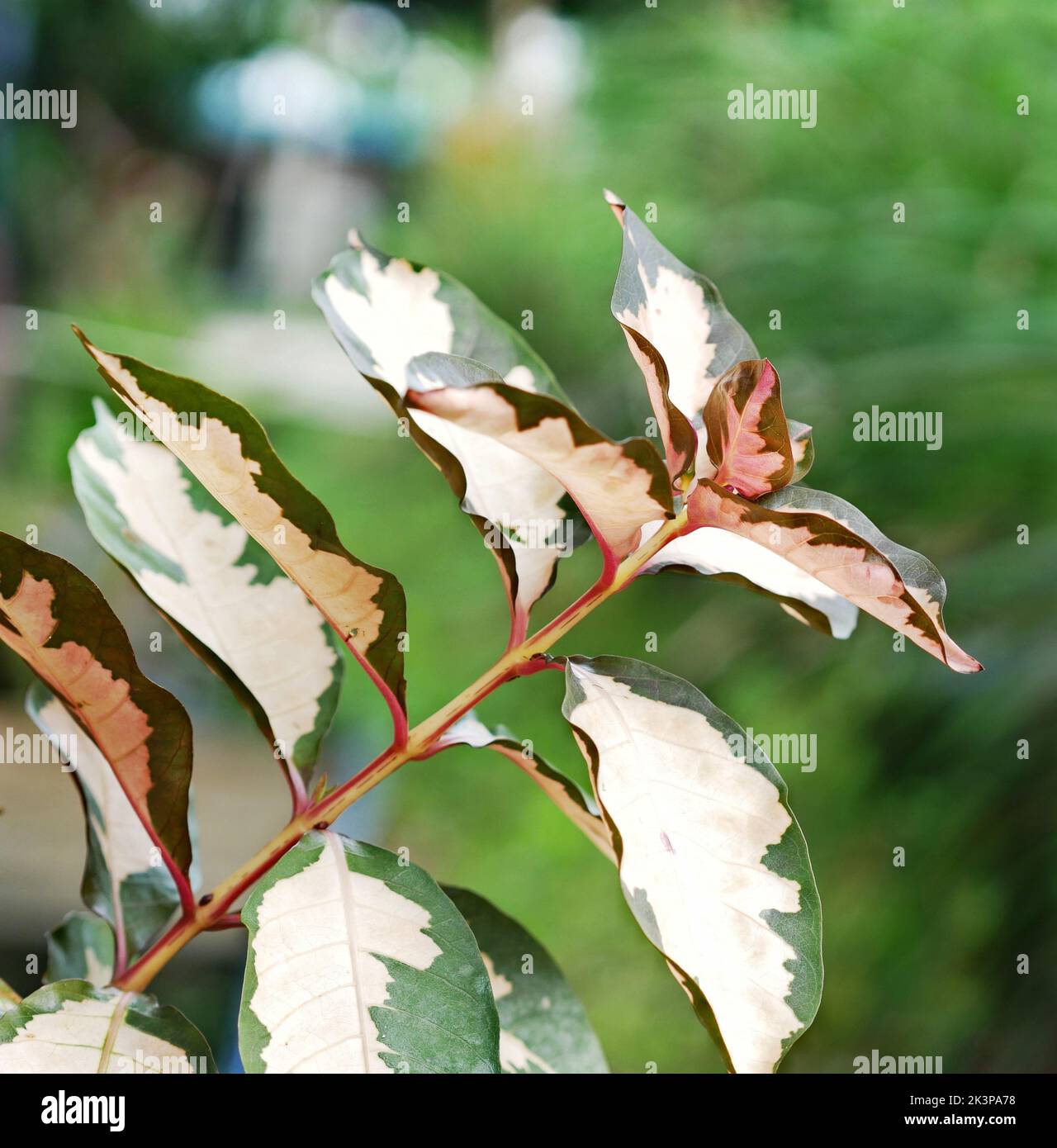 A closeup of euonymus japonicus plant growing on a blurry green background Stock Photo