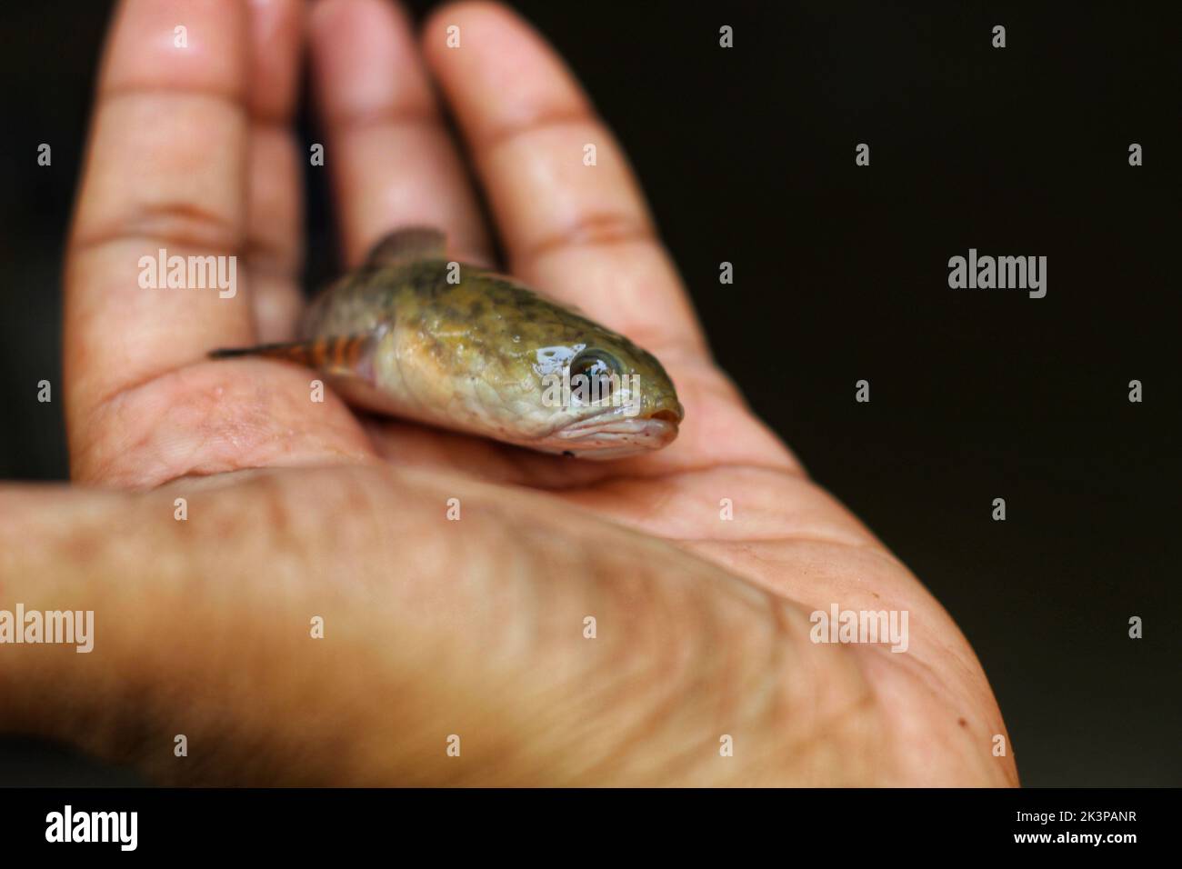 A closeup of a striped or chevron snakehead on a person's hand palm against a black background Stock Photo