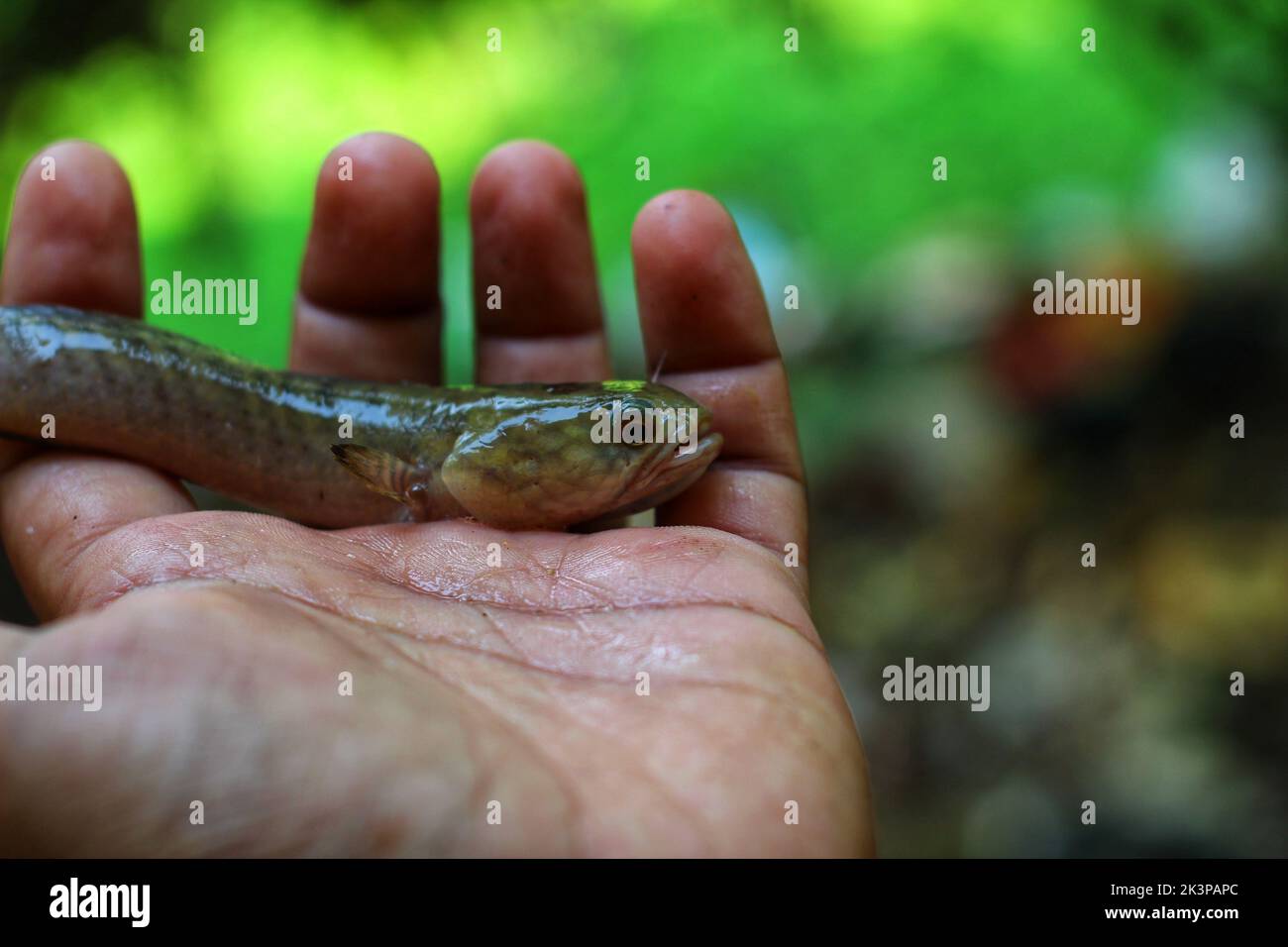 A closeup of a striped or chevron snakehead on a person's hand palm against a blurred green background Stock Photo
