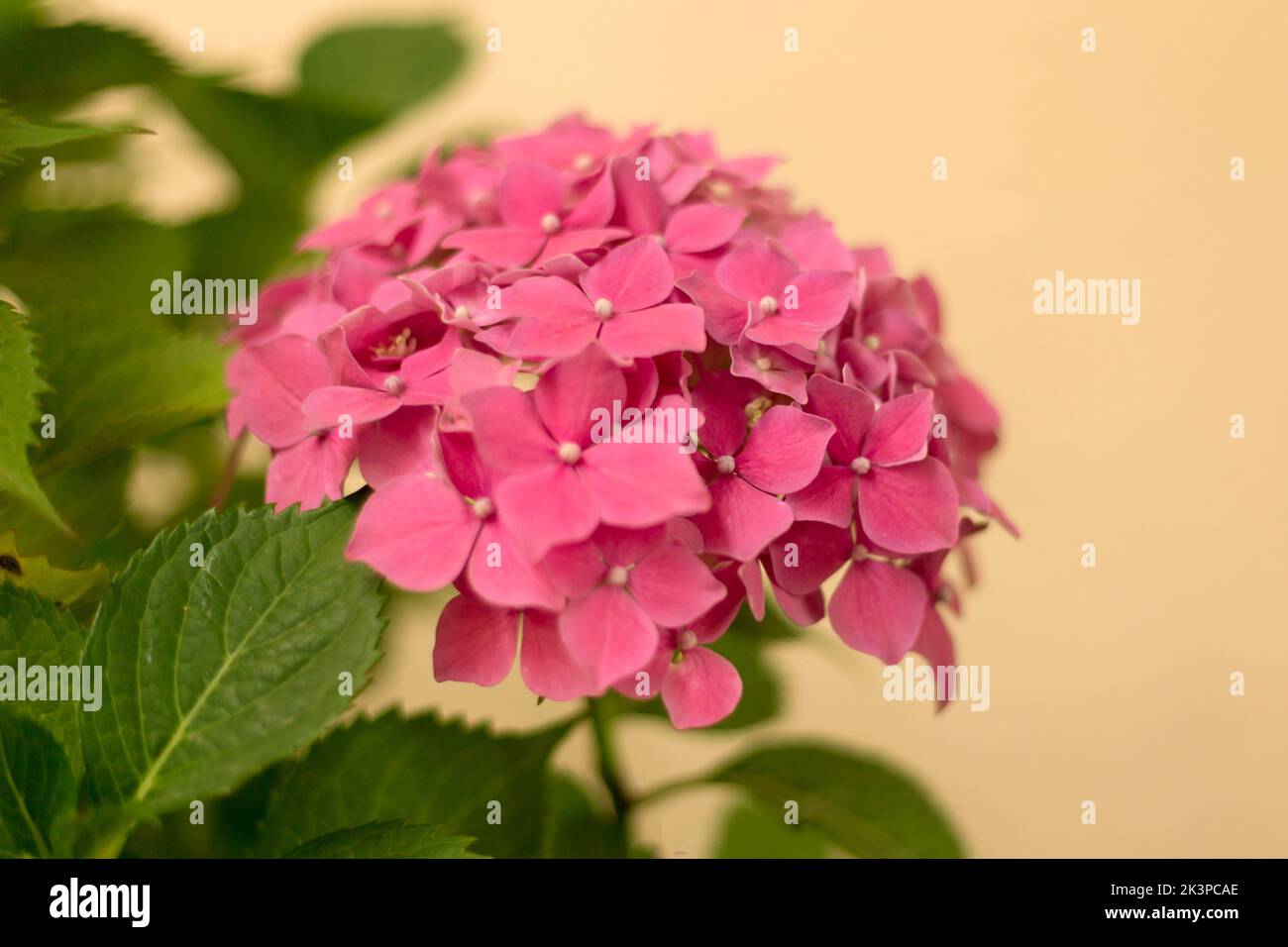 Close up light pink hortensia fresh flowers blur background Stock Photo ...