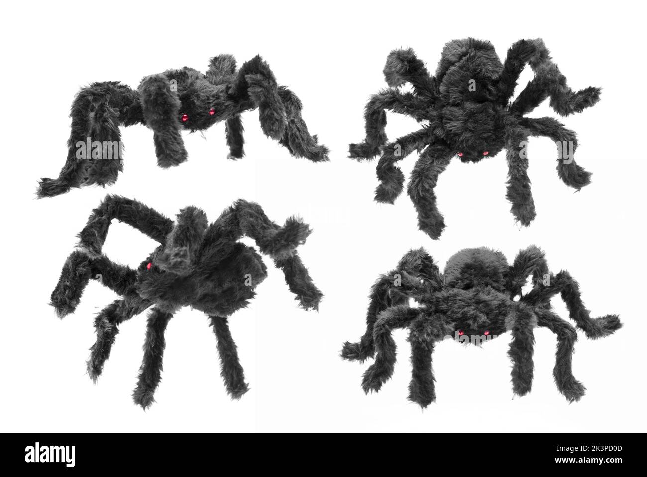 Black spider isolated over white background Stock Photo