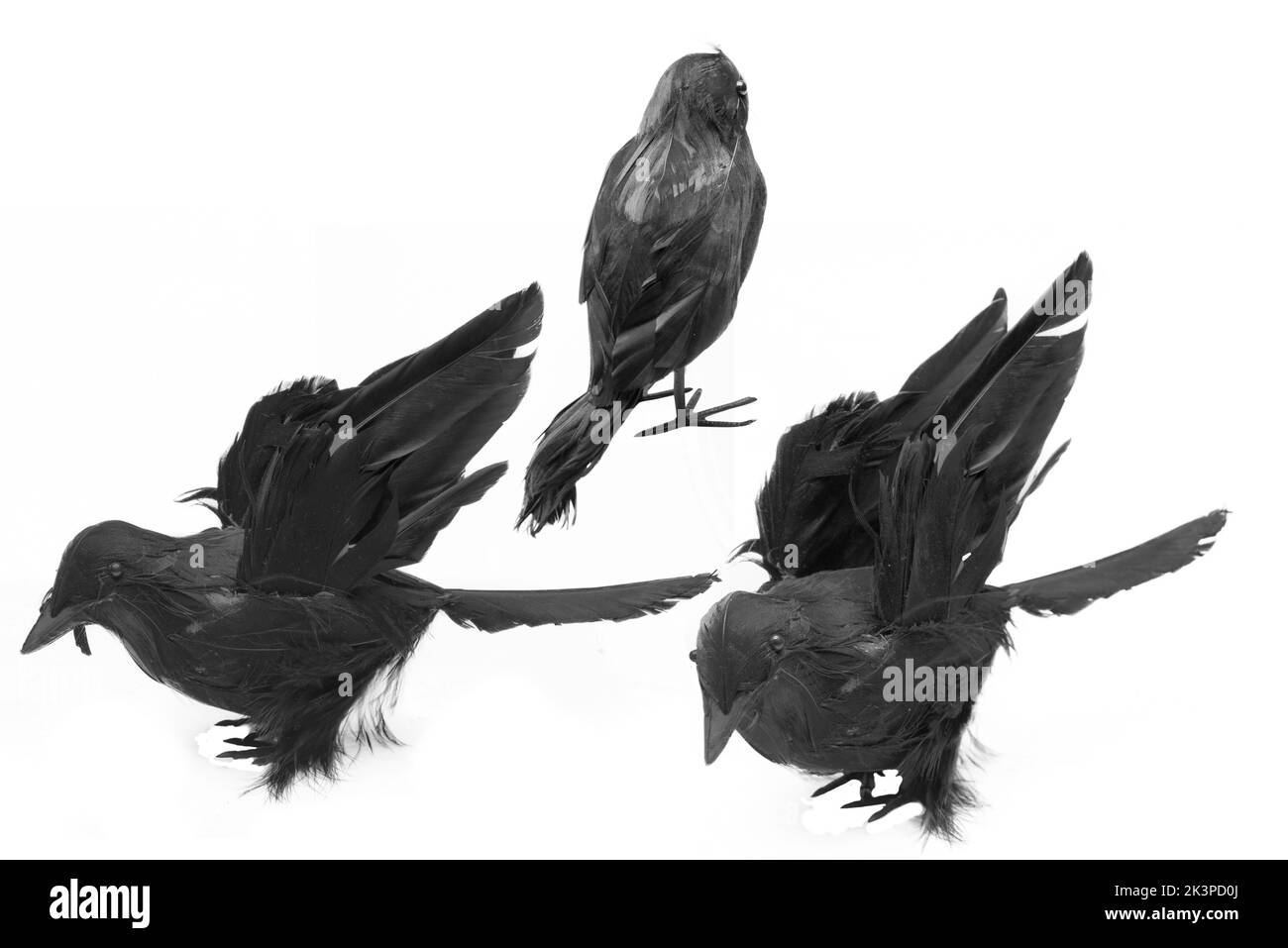 Crows isolated over white background Stock Photo
