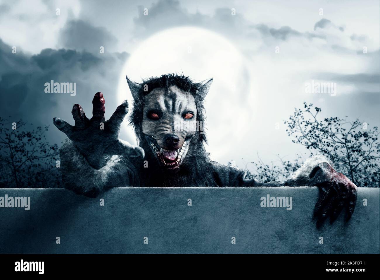 Werewolf coming from behind the wall with a full moon and night scene background. Halloween concept Stock Photo