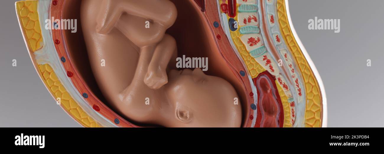 Human baby growth stages in nine month development, pregnancy stages Stock Photo