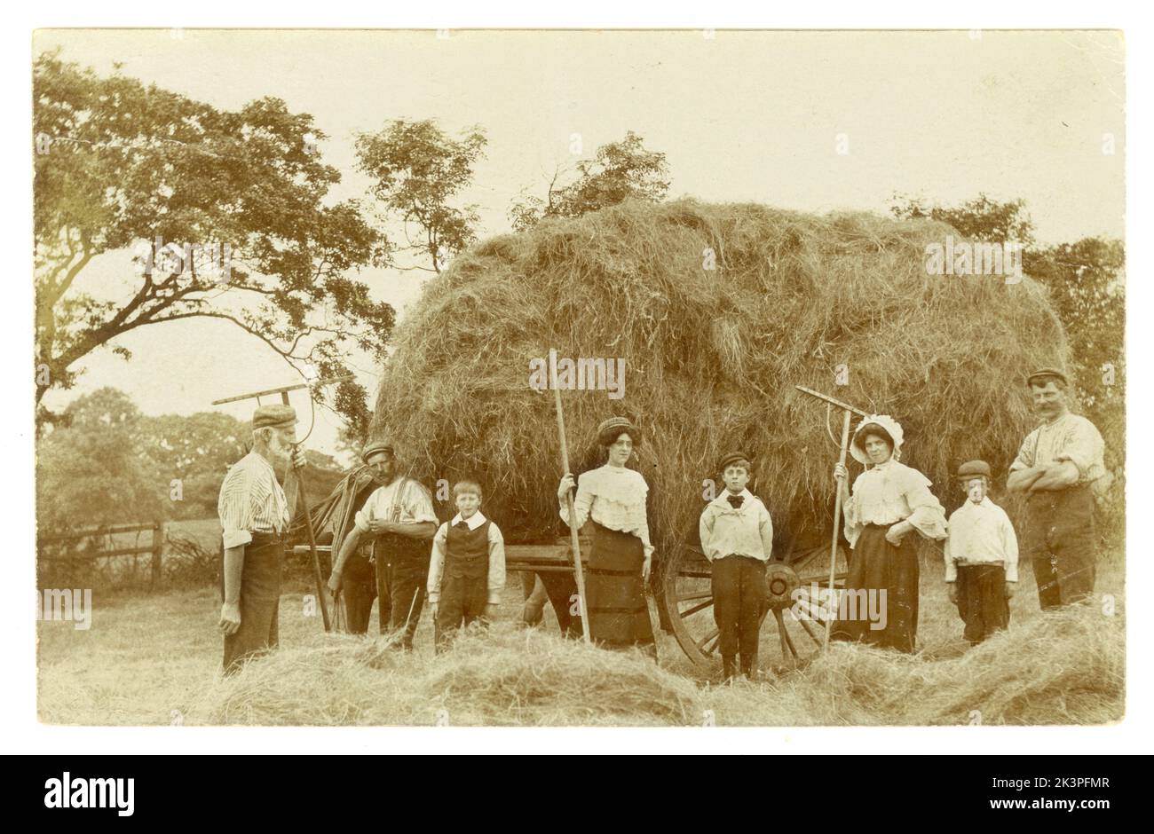 Original evocative Edwardian era image of farming, postcard, of family all helping at harvest time, posted / dated September 1906, Livesey, Blackburn, Lancashire, England, U.K. Stock Photo