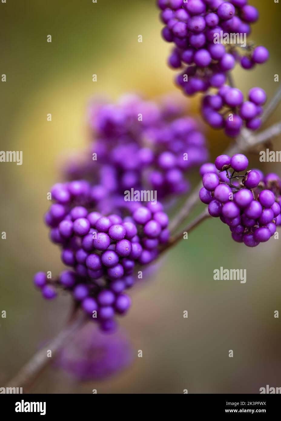 Plant with purple things that look like berries. Germany : r/whatsthisplant