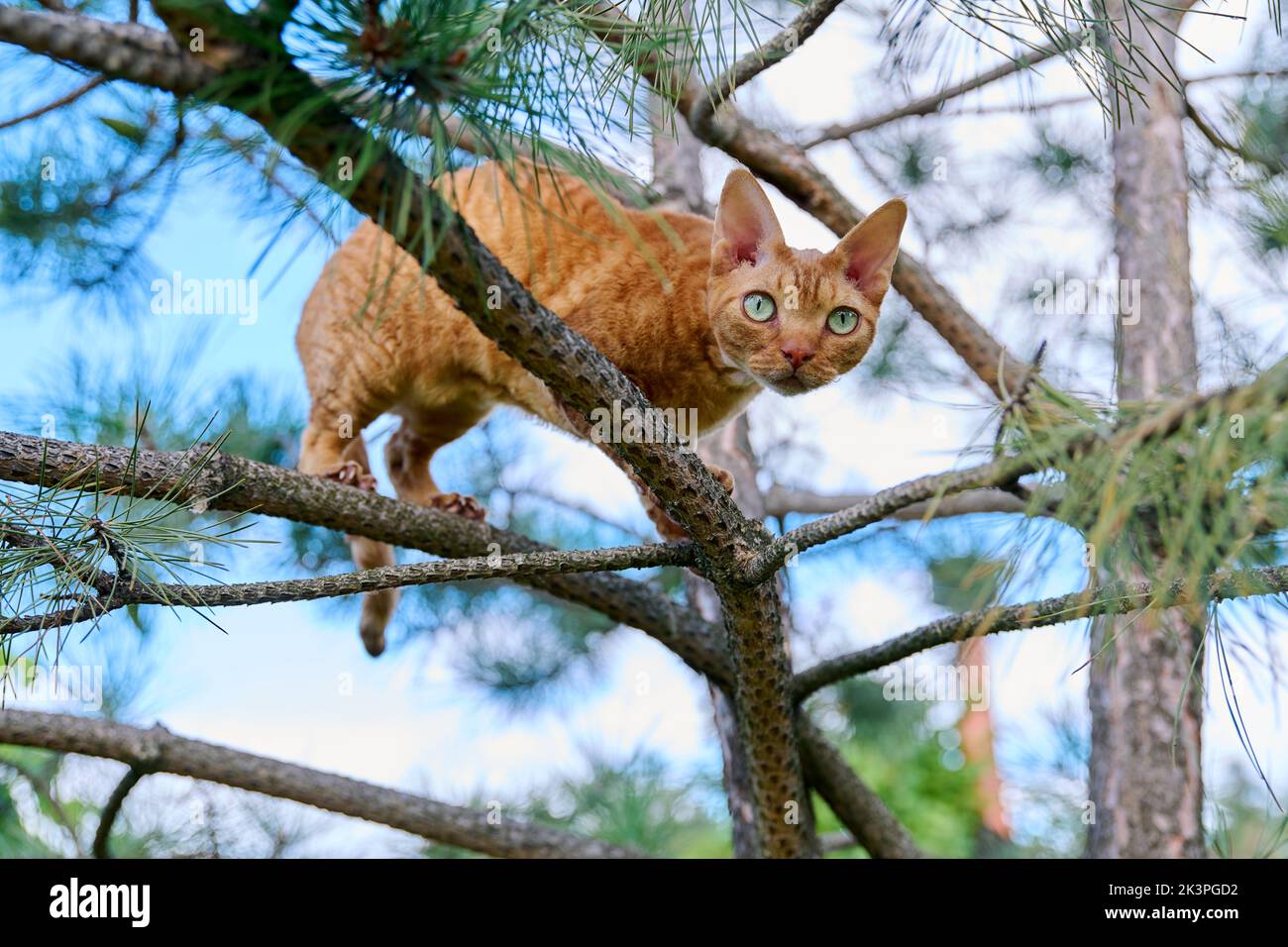 Serious ginger cat Devon rex on a tree attentively watching hunts Stock Photo