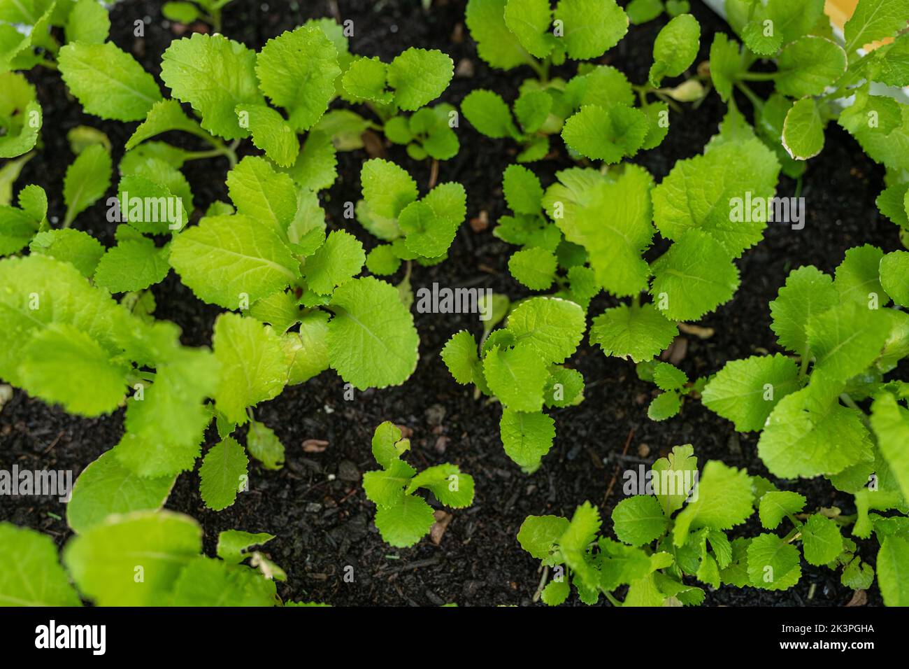 topviews of field mustard vegetable at the farm Stock Photo