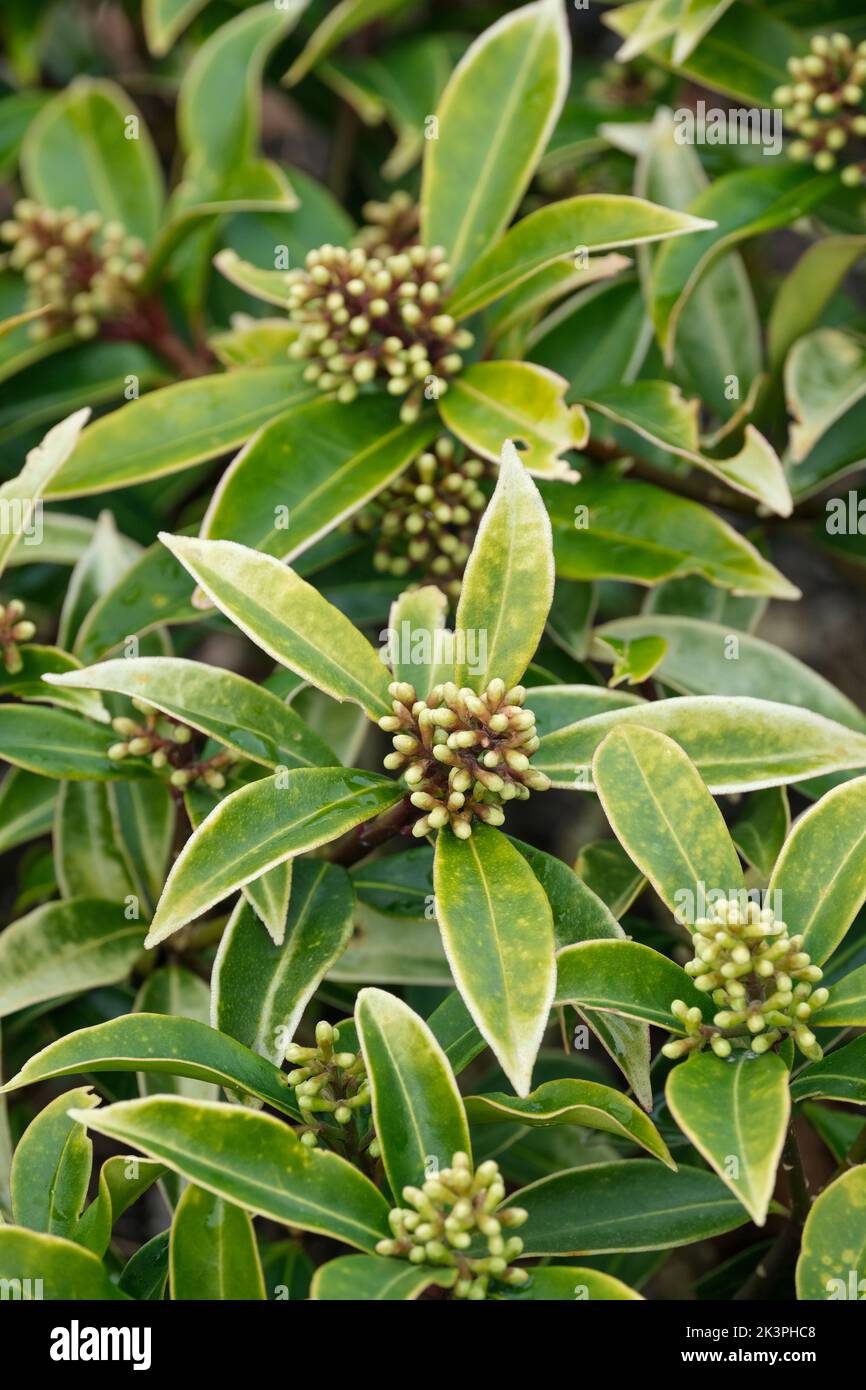 Skimmia japonica subspecies reevesiana, Skimmia fortunei, Skimmia reevesiana, self-fertile Japanese skimmia. evergreen shrub, buds Stock Photo