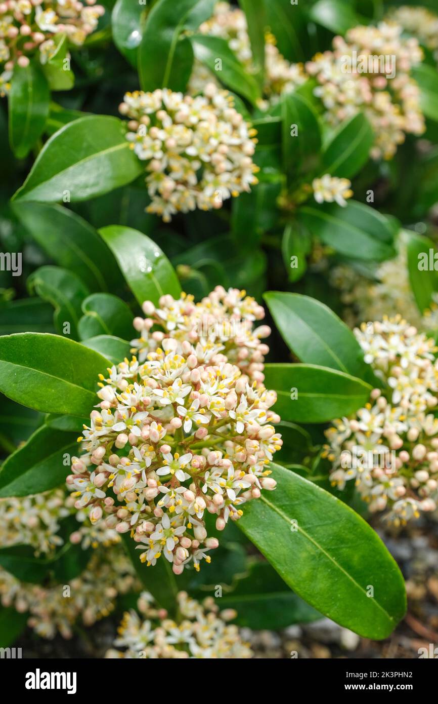 Skimmia japonica 'Marlot', Skimmia Marlot, evergreen shrub, small clusters of fragrant flowers Stock Photo